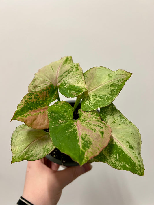 Syngonium Strawberry