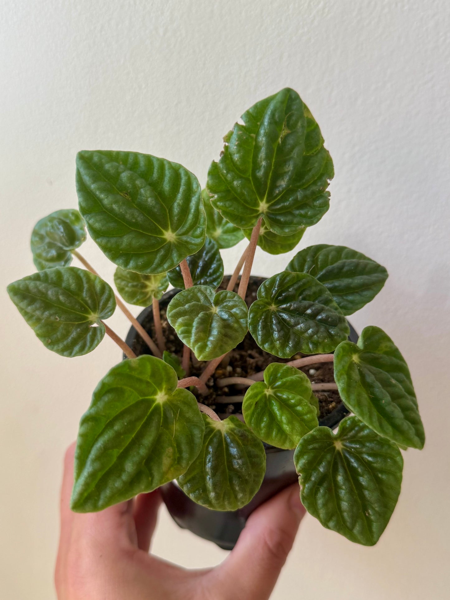 Peperomia