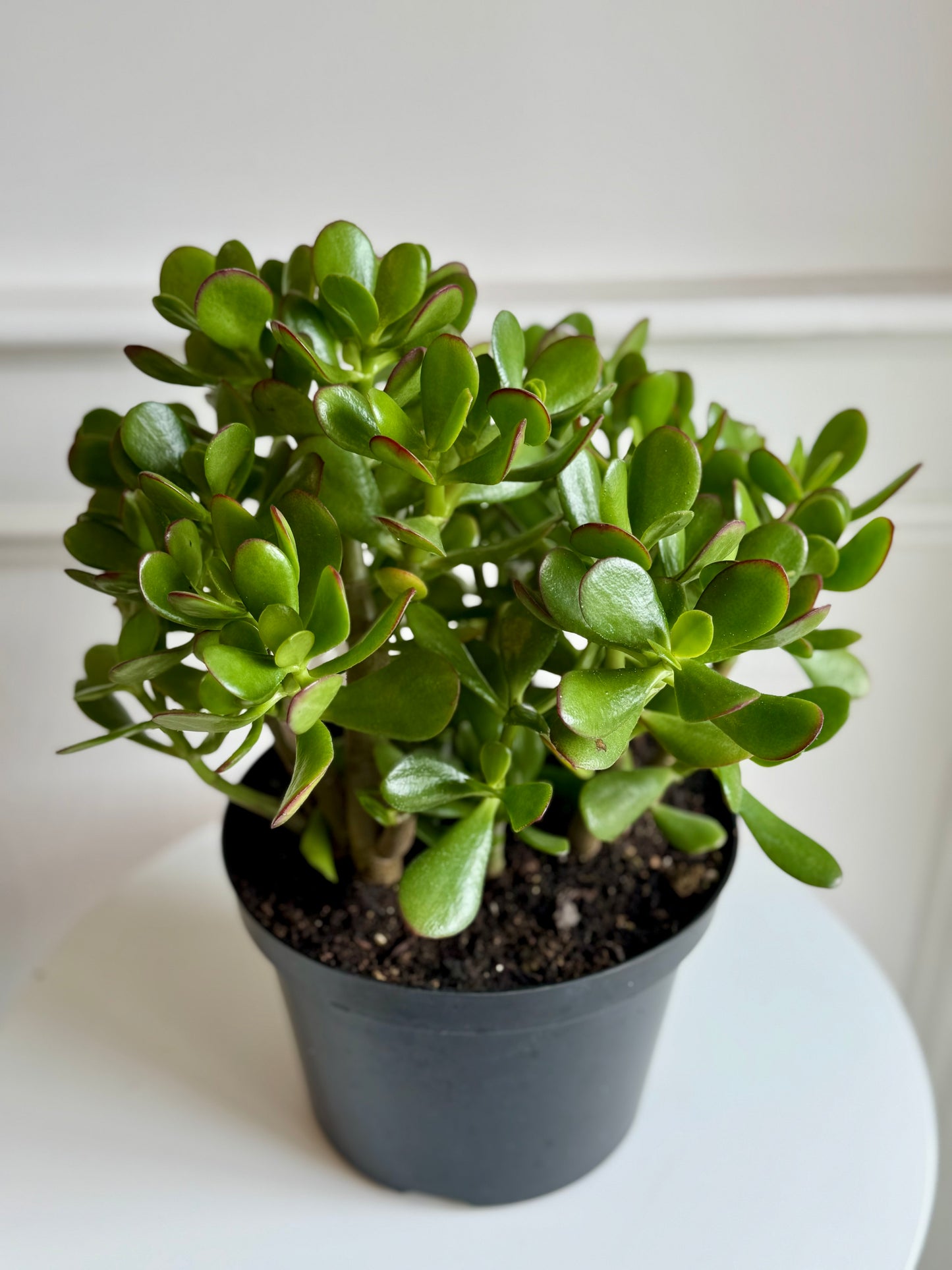 Jade Plant