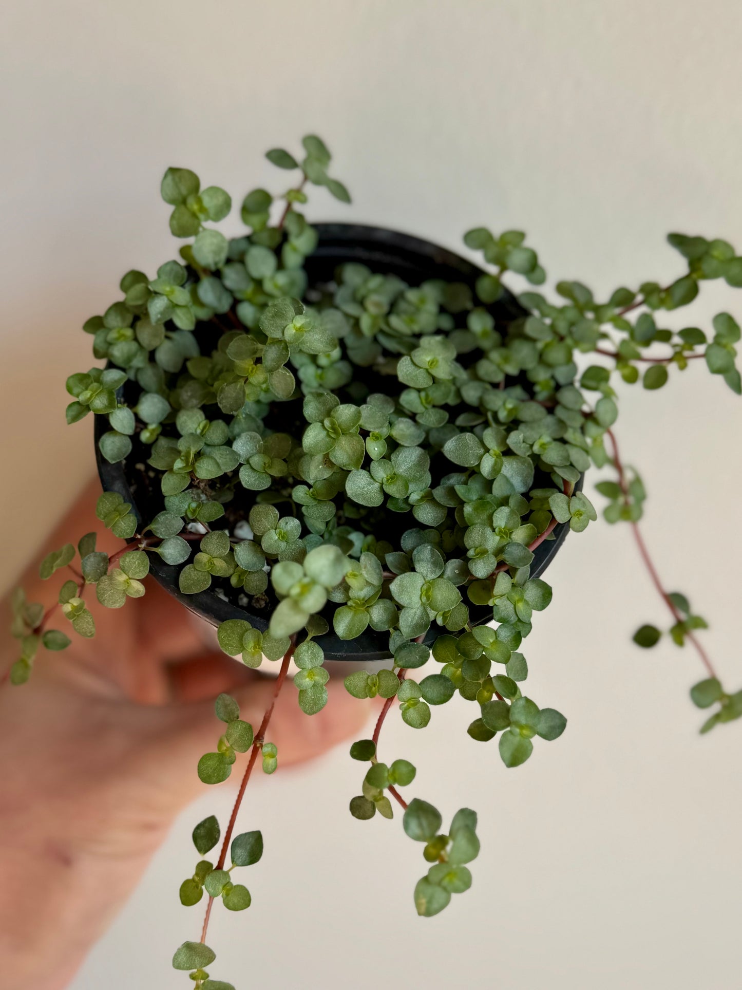 Pilea Aquamarine