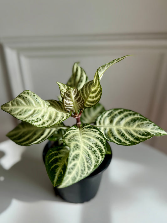 Aphelandra-Zebra Plant
