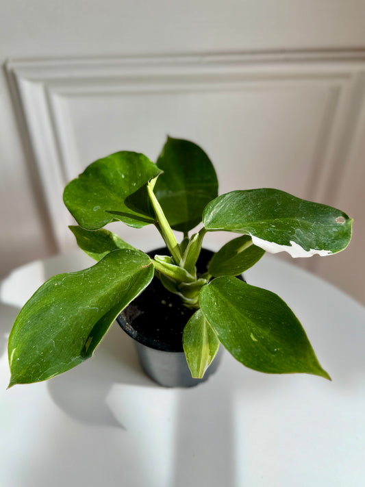 Philodendron White Wizard