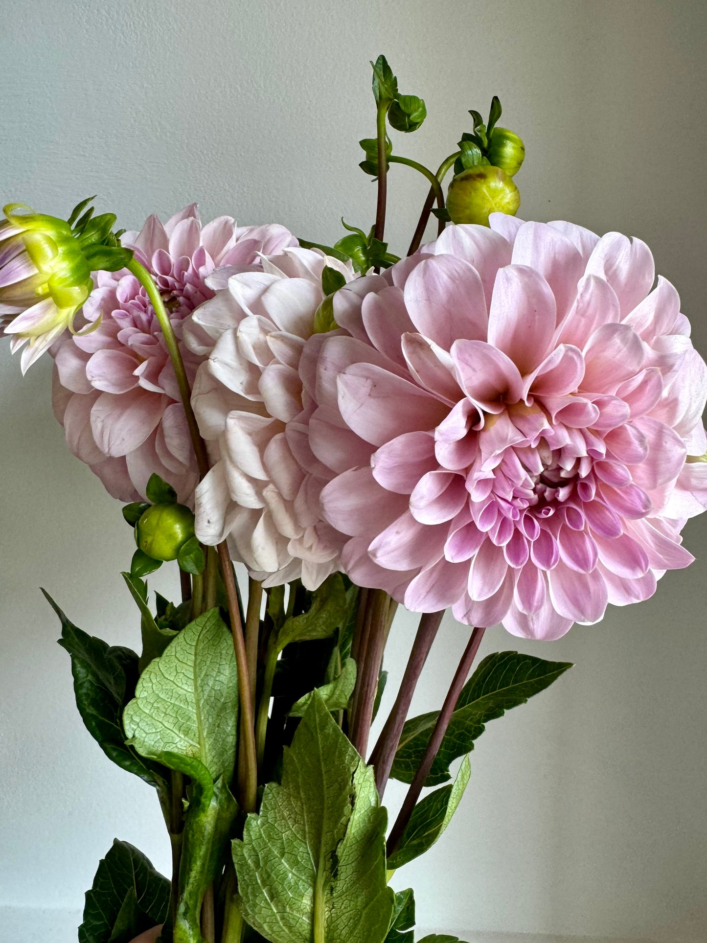 Dahlia Bunch (Local)