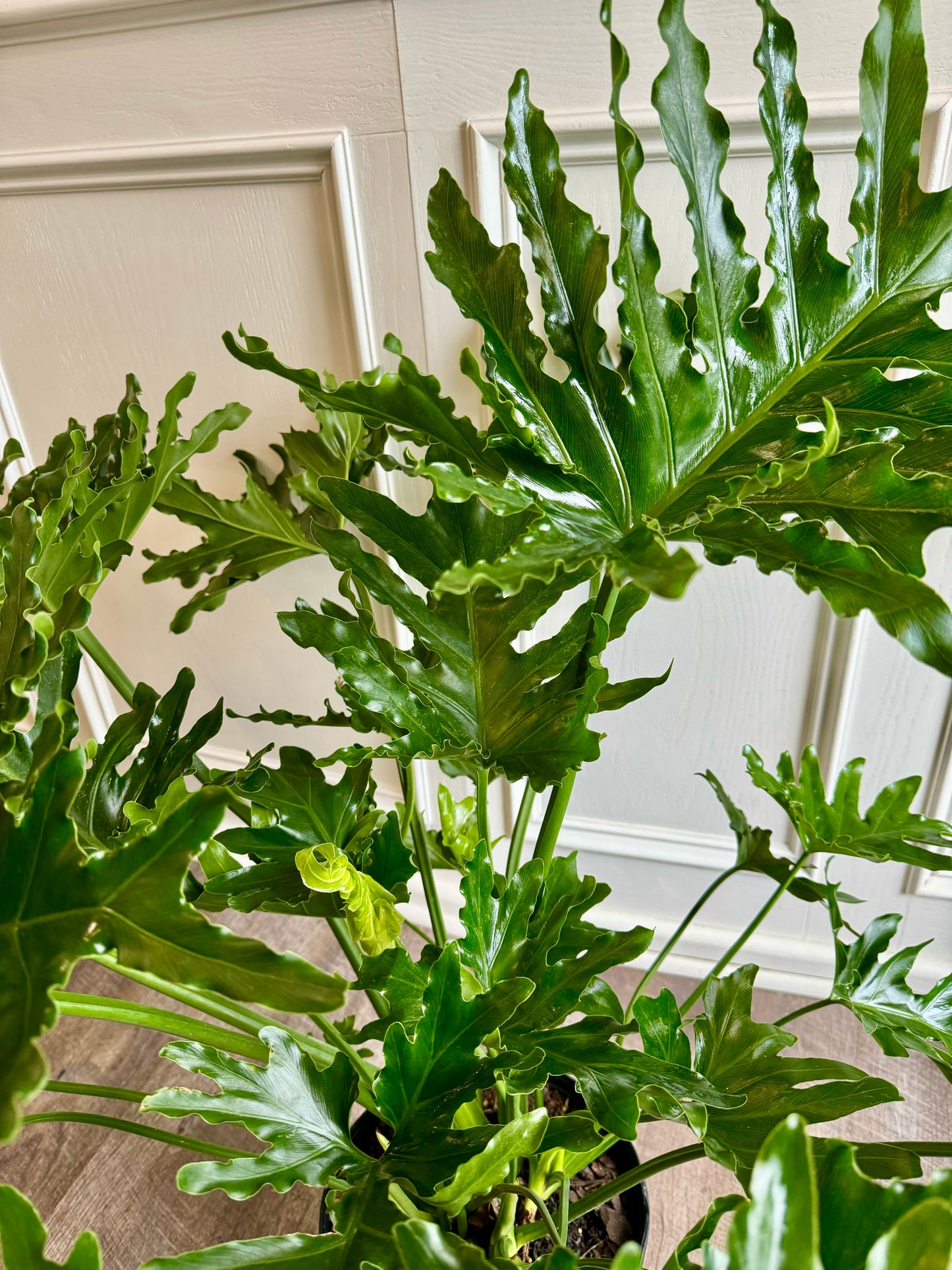 Philodendron Selloum