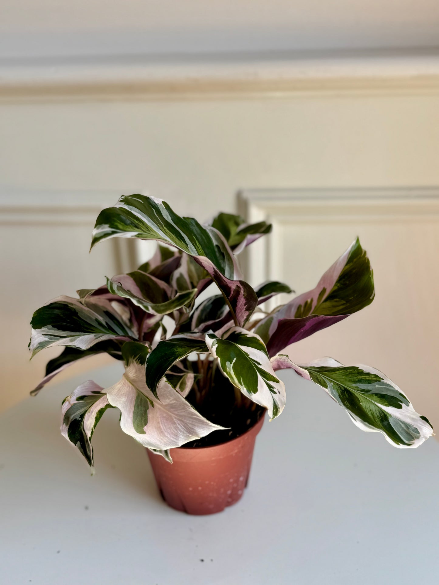 Calathea Fusion White