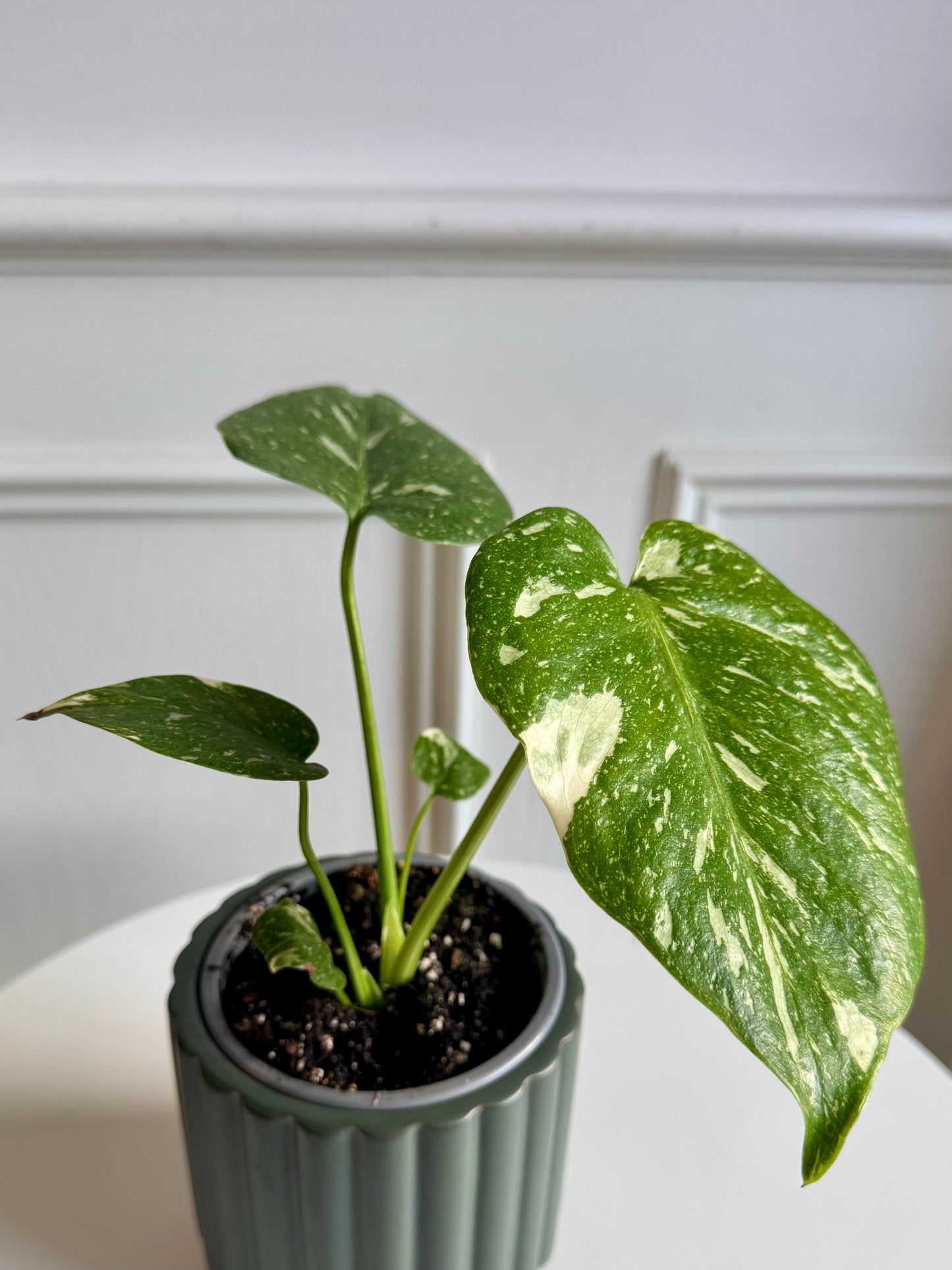 Philodendron Monstera Thai Constellation