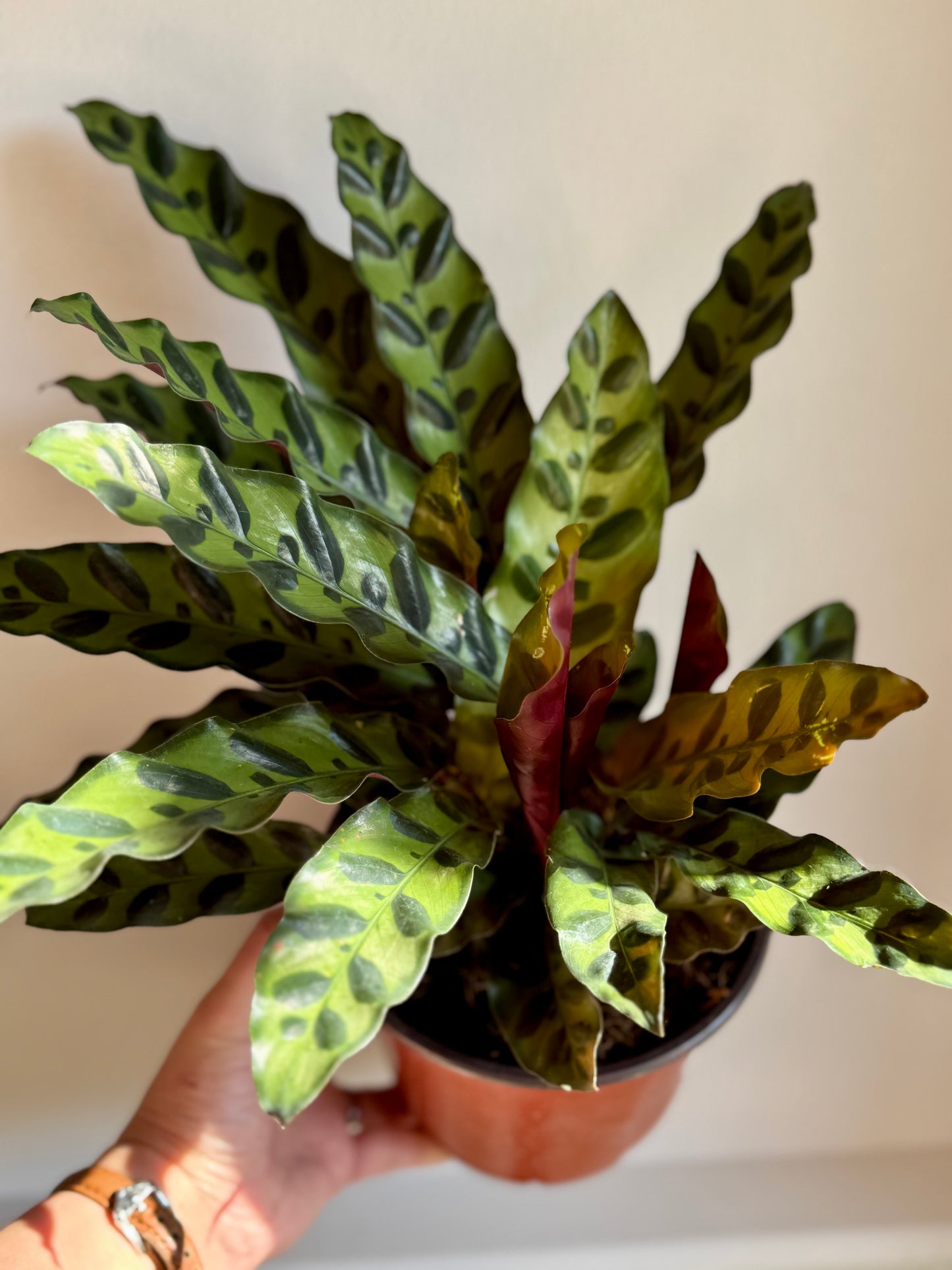 Calathea Lancifolia (Rattlesnake Plant)
