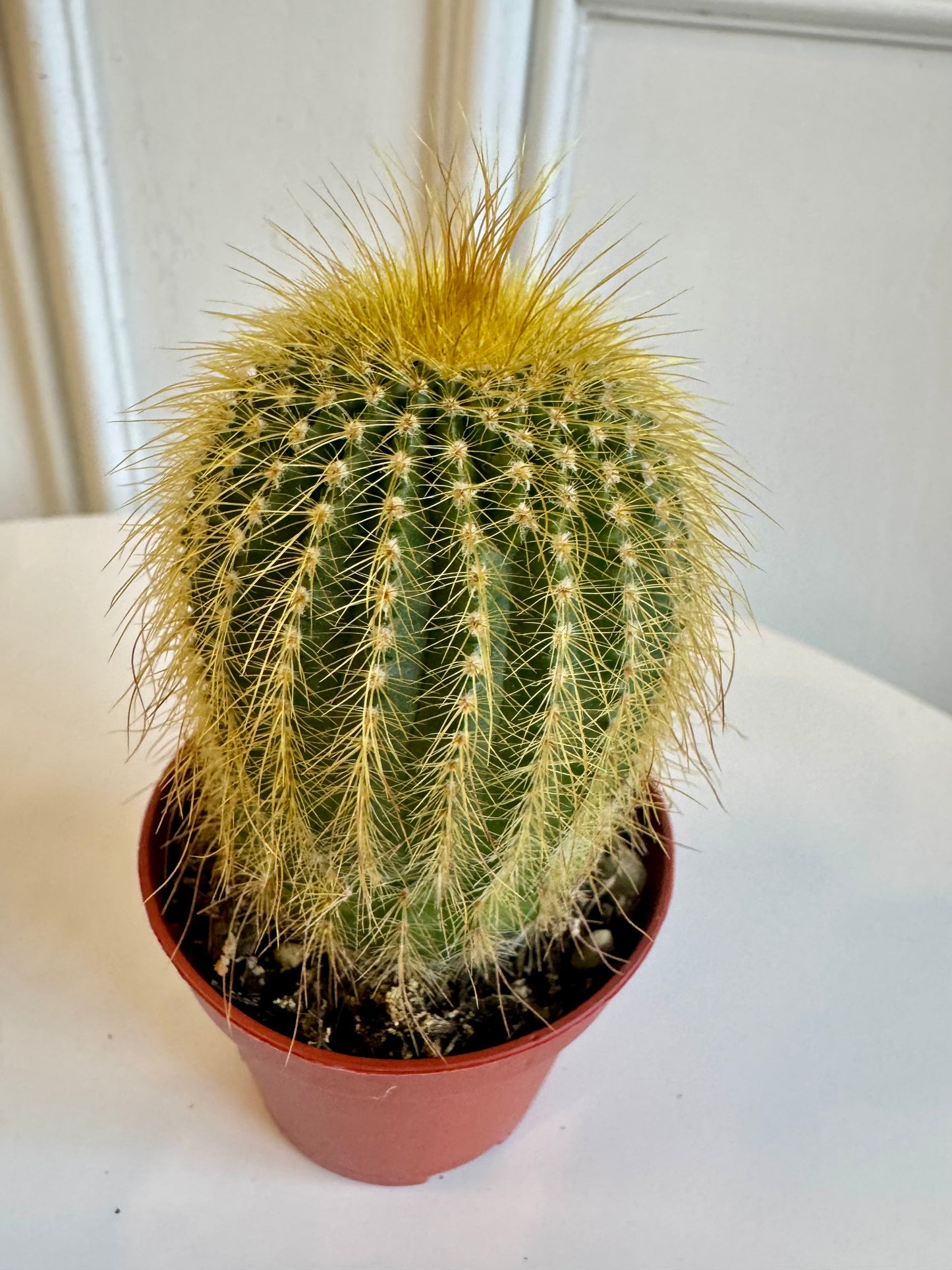 Cactus 2.5"