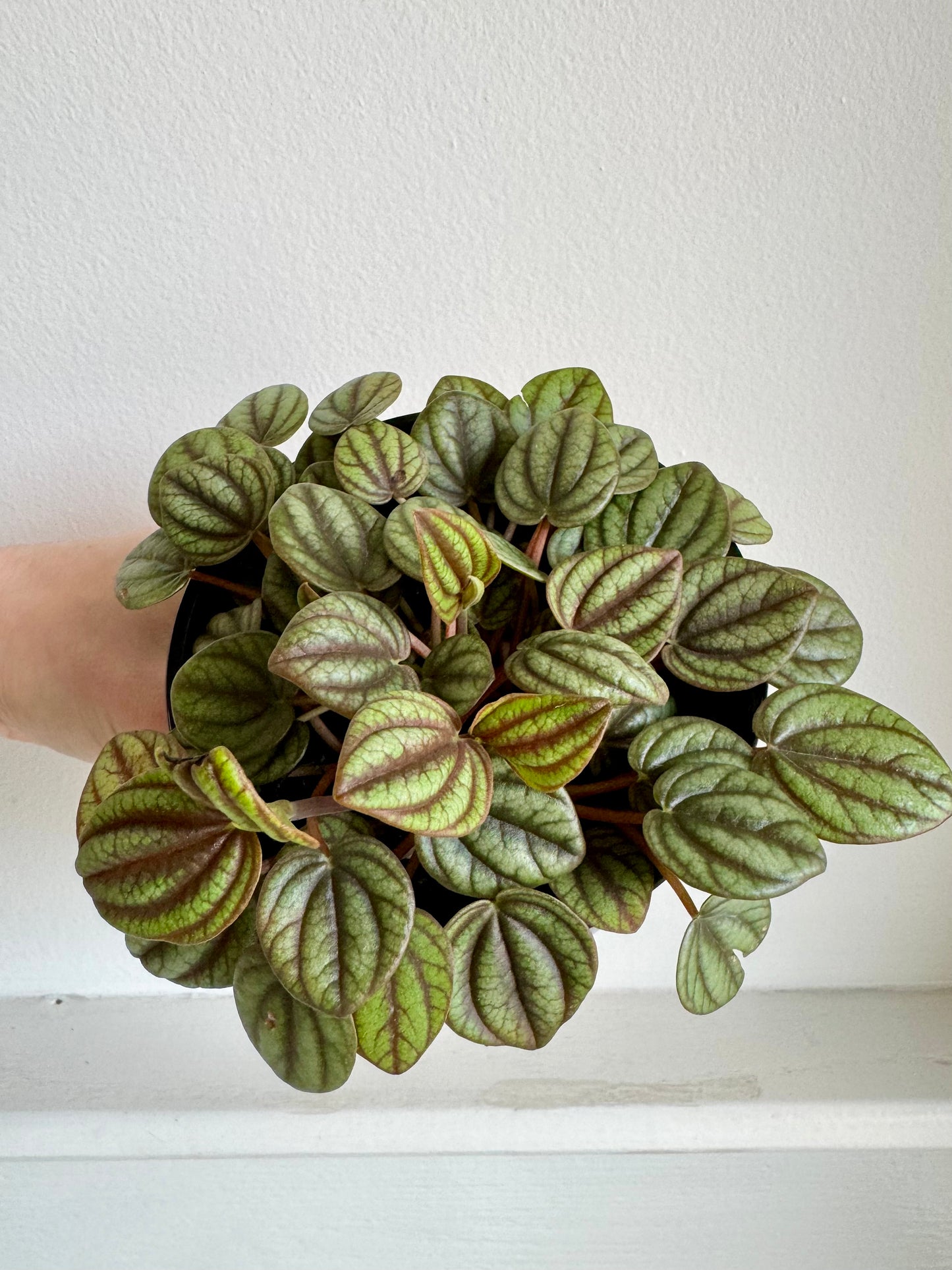 Peperomia