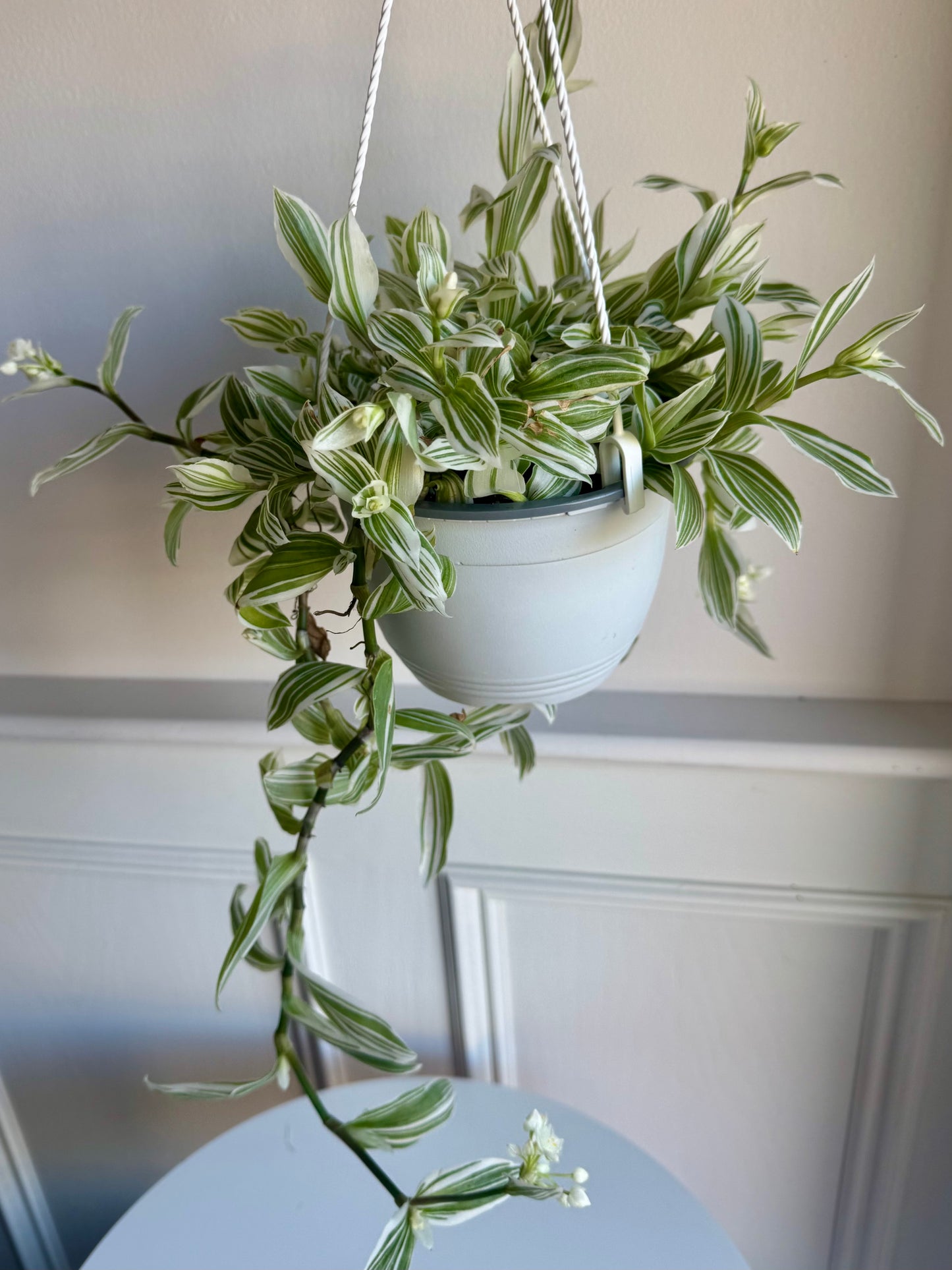 Tradescantia Hanging Basket