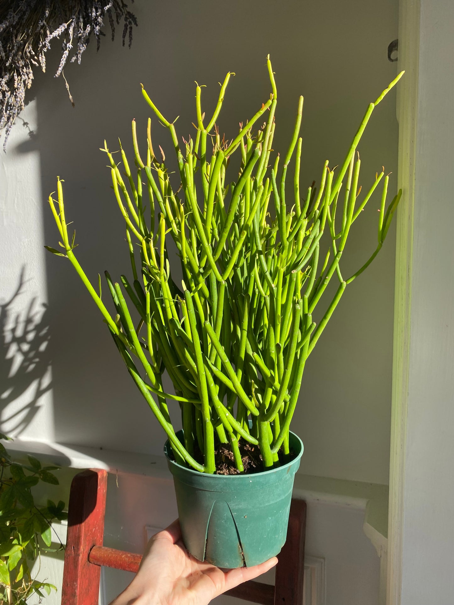 Pencil Cactus