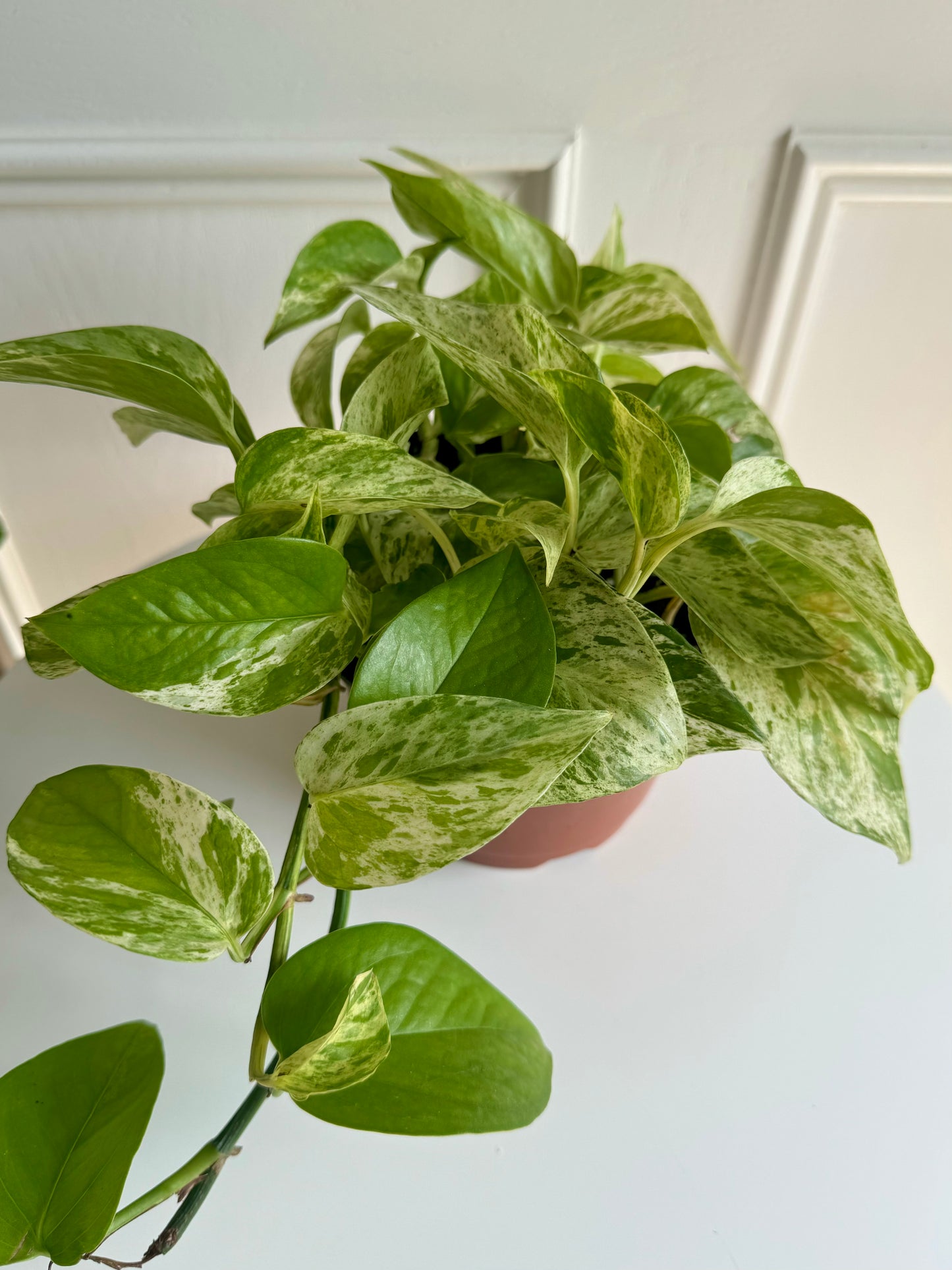 Pothos Marble Queen