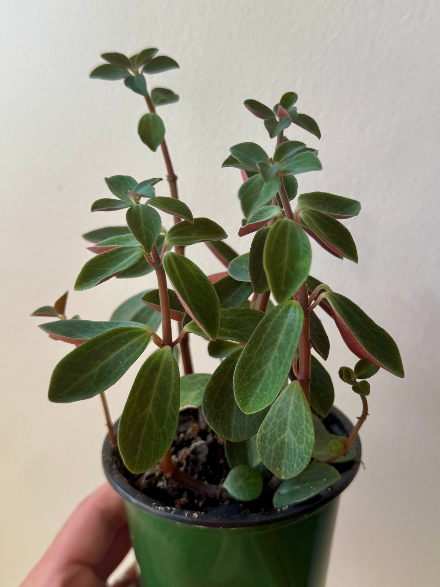 Peperomia