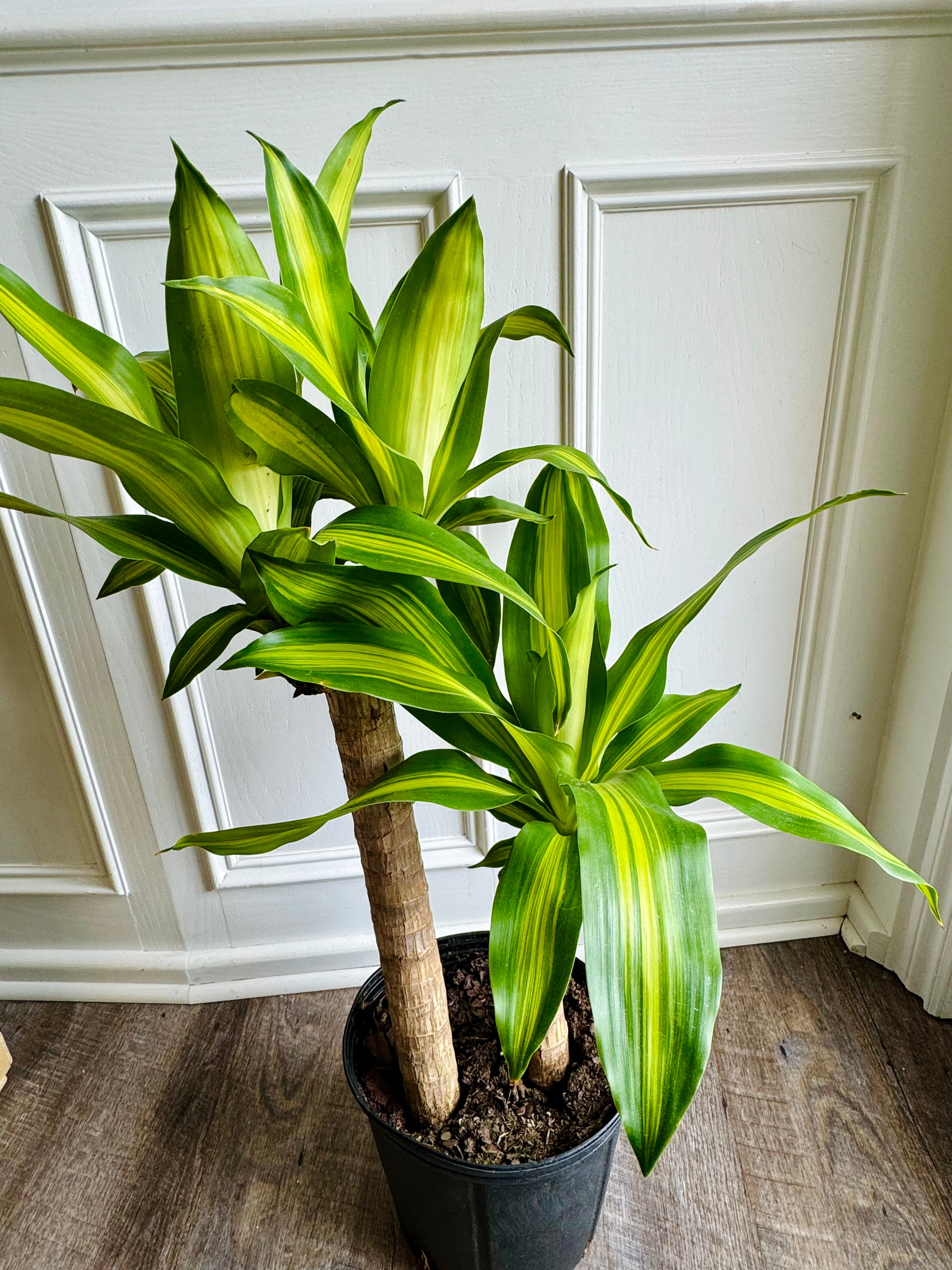 indoor cane plants Cane Set Dracaena Massangeana