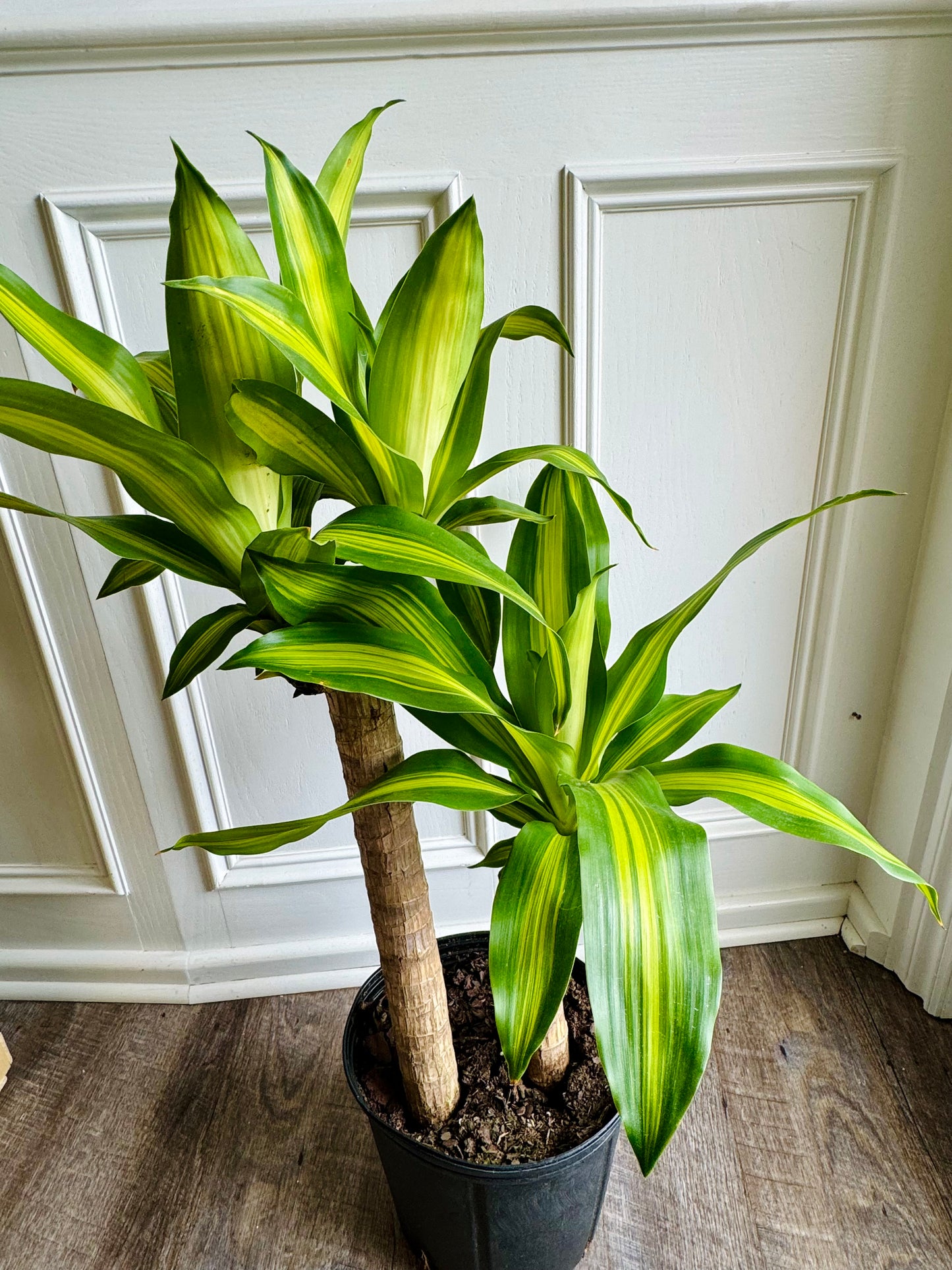Cane Set Dracaena Massangeana