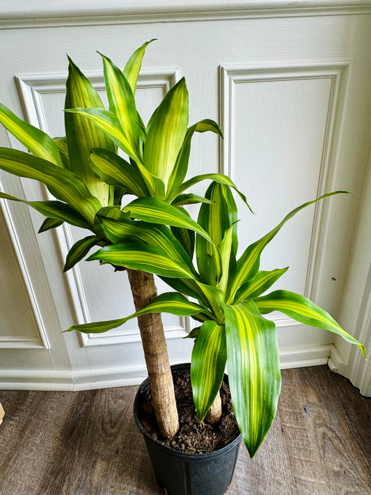 Cane Set Dracaena Massangeana