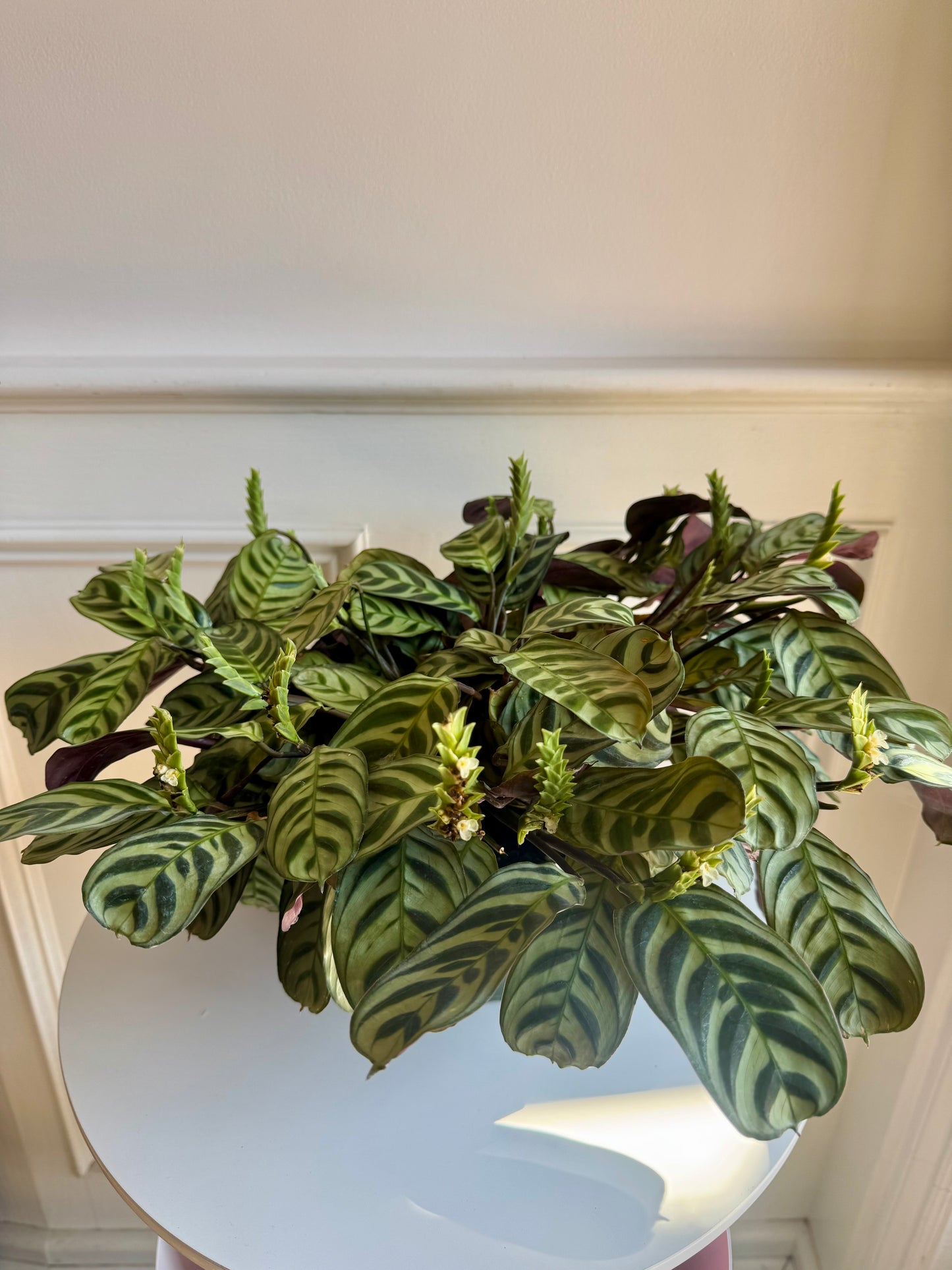 Calathea Makoyana