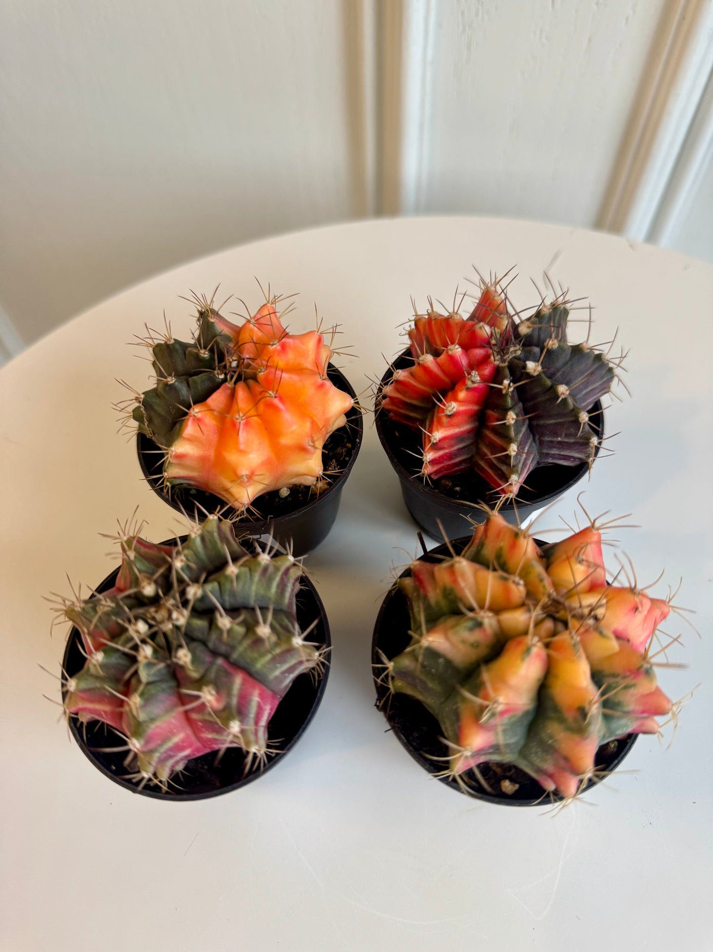 Gymnocalycium Moon Cactus