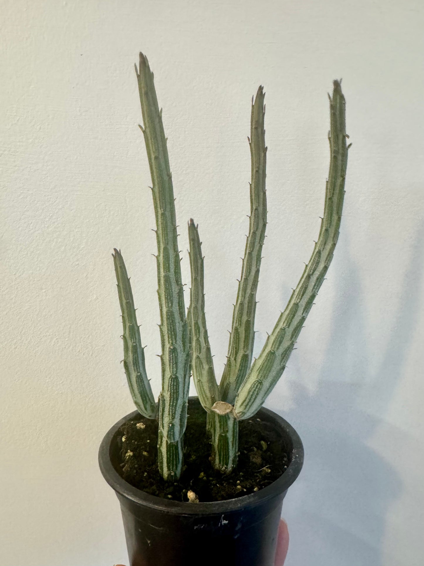 Pickle Plants