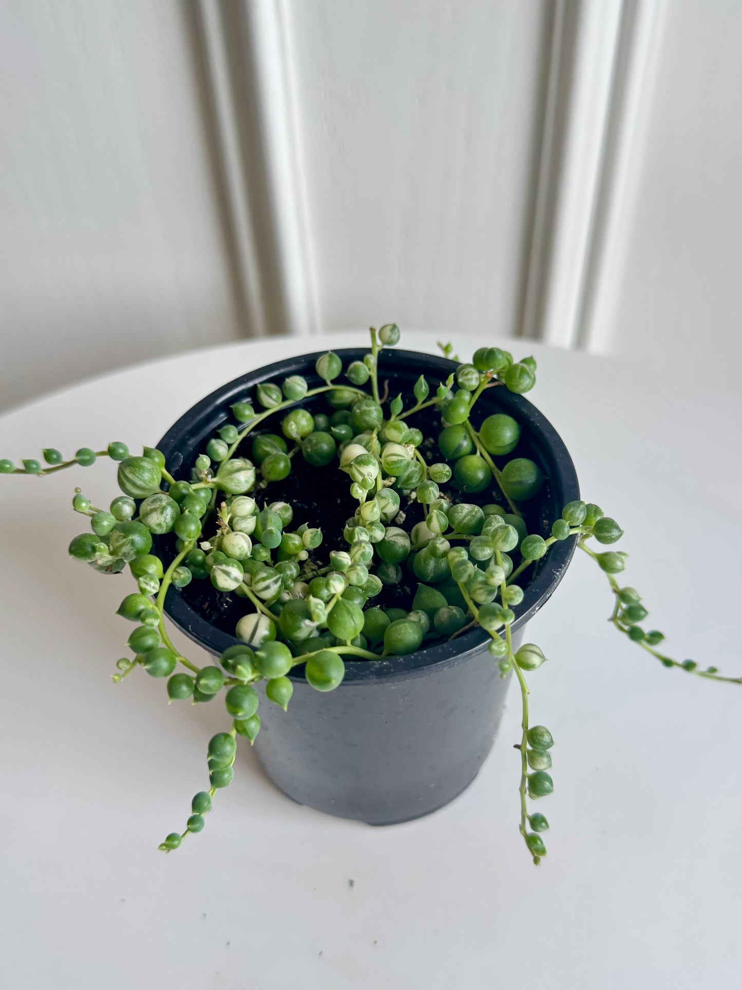 String of Pearls