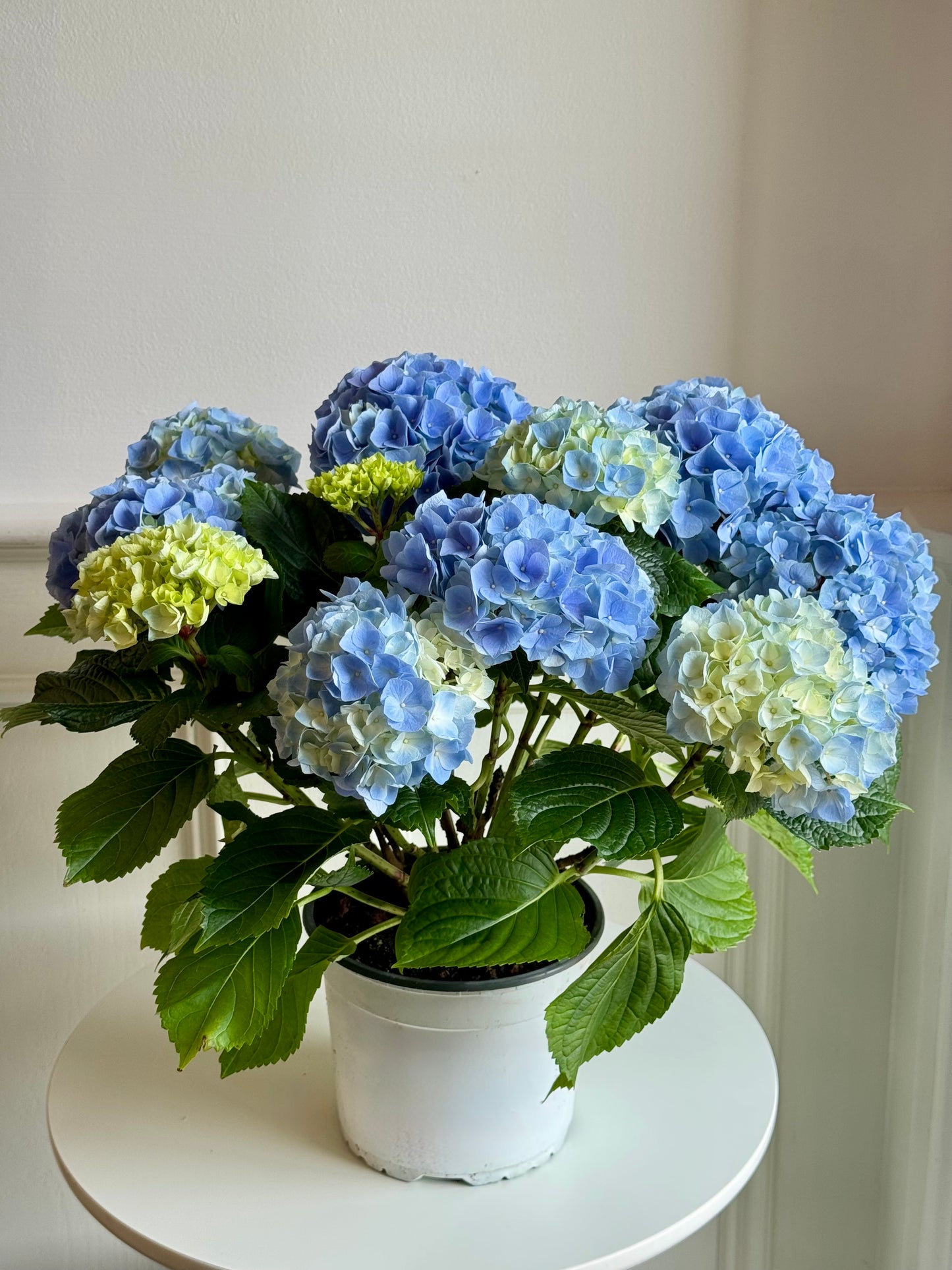 Hydrangea