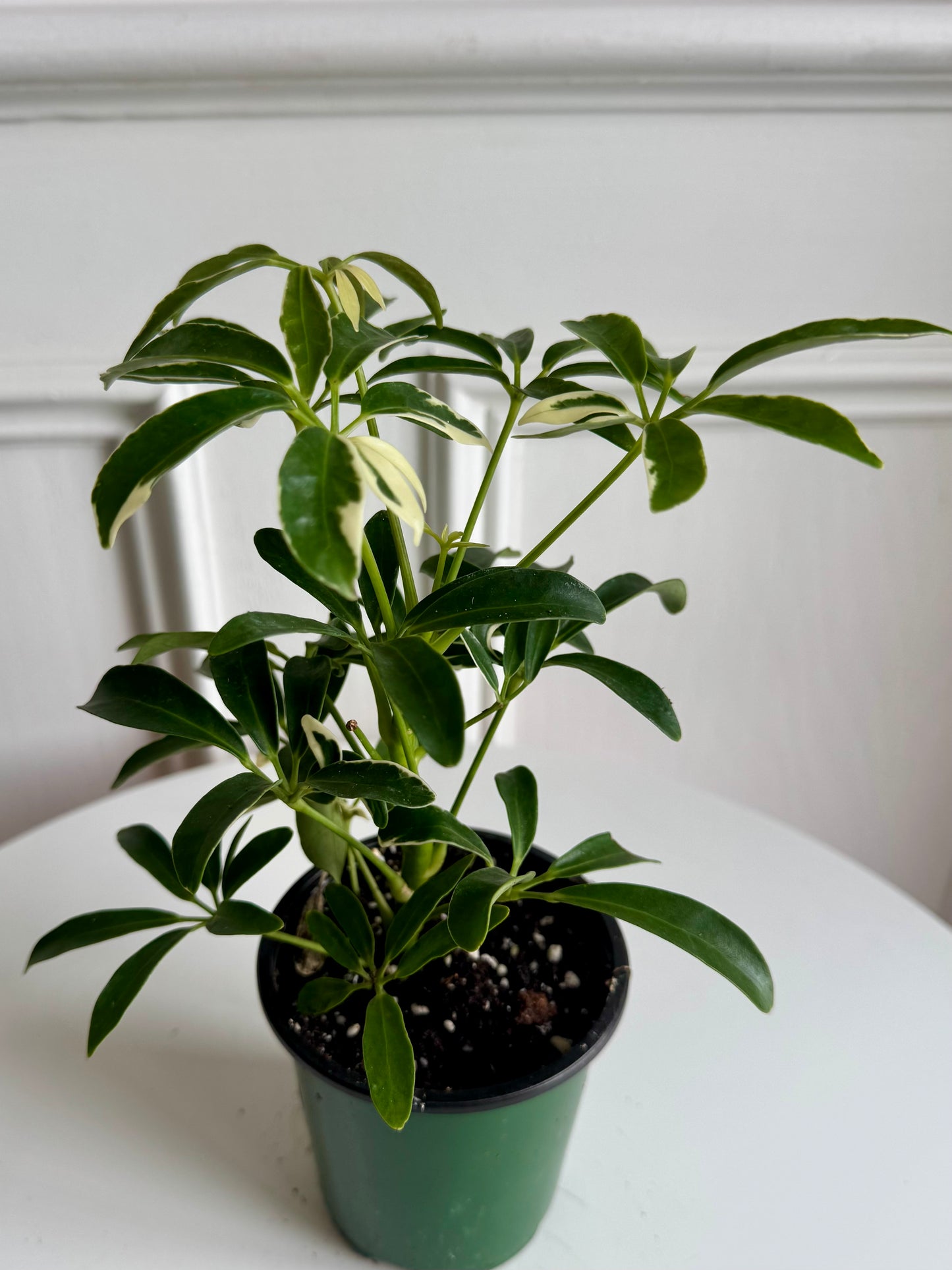 Schefflera Arboricola