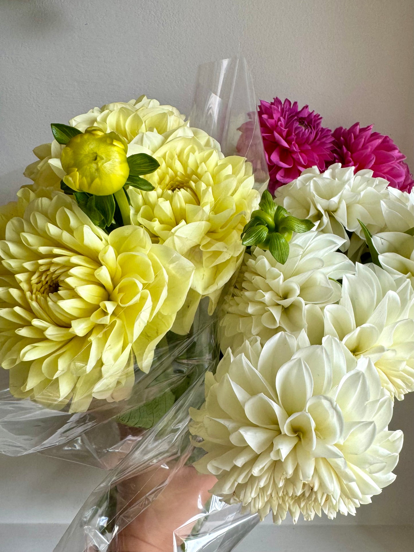 Dahlia Bunch (Local)