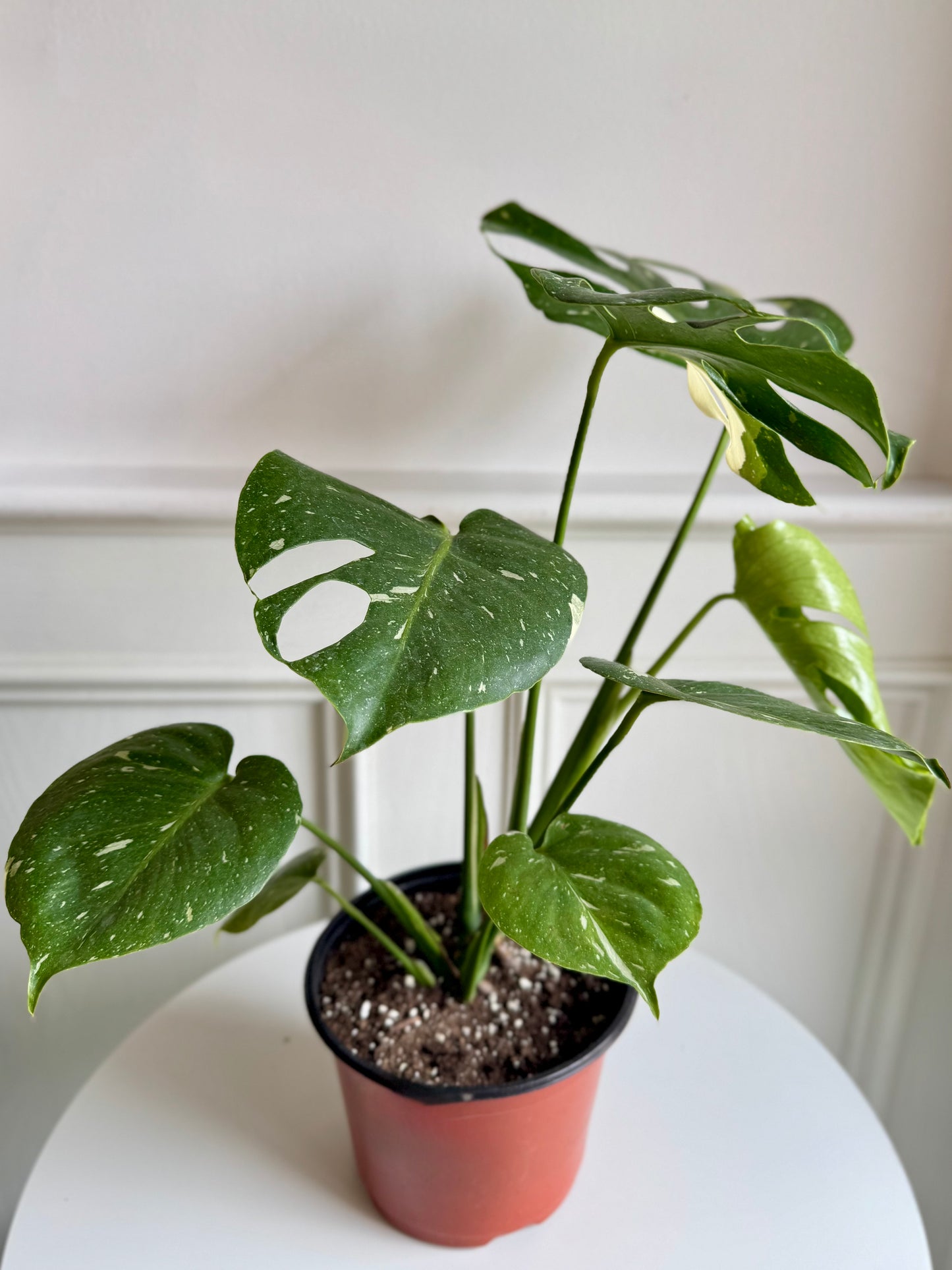 Philodendron Monstera Thai Constellation