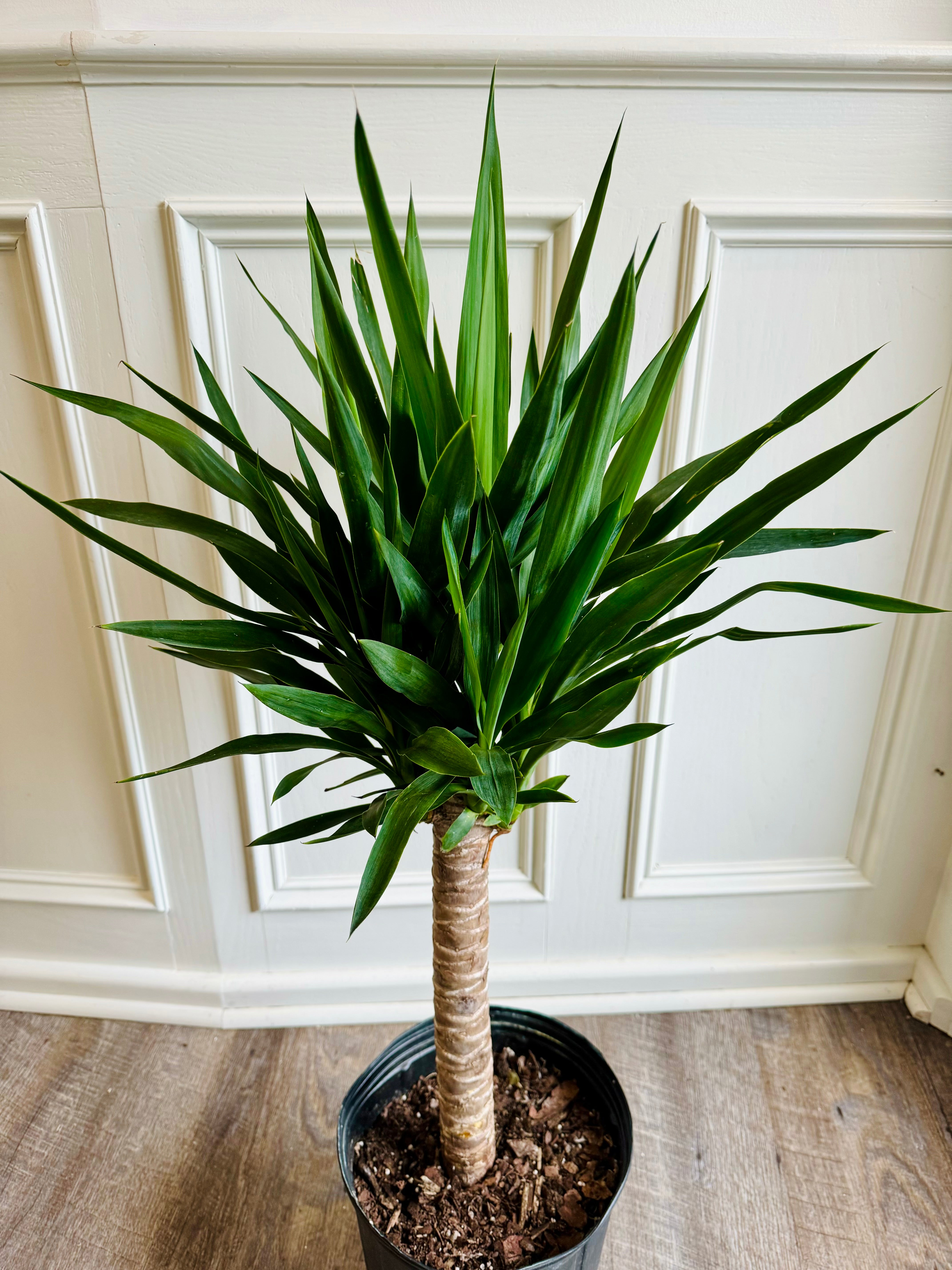 benefits of yucca cane plant Yucca Cane – Thorn & Petal Florist