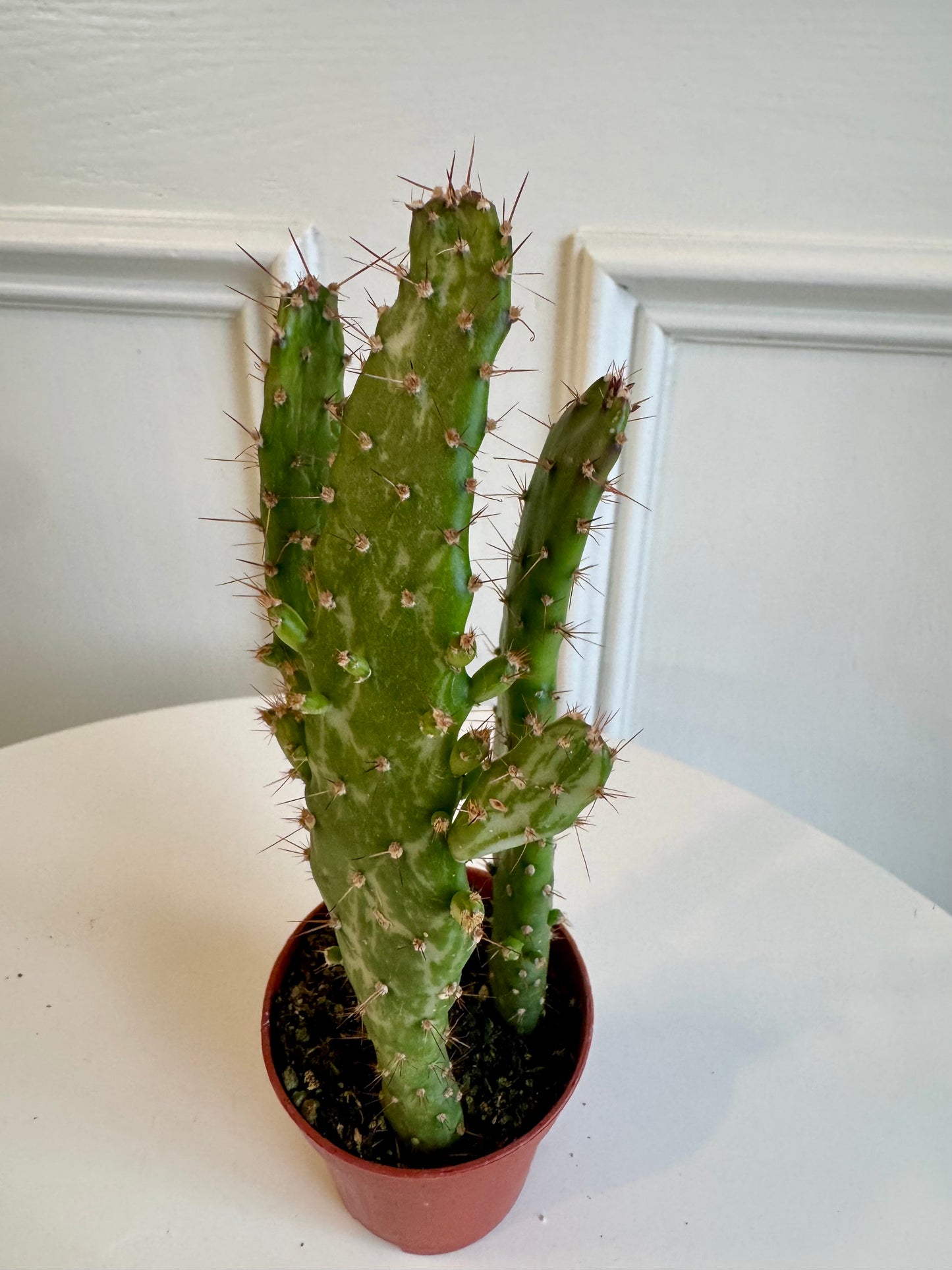 Cactus 2.5"
