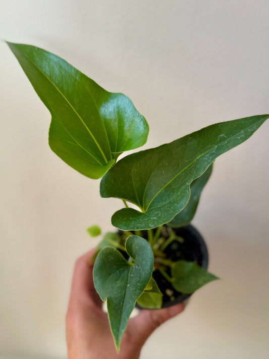 Anthurium Clarinervium