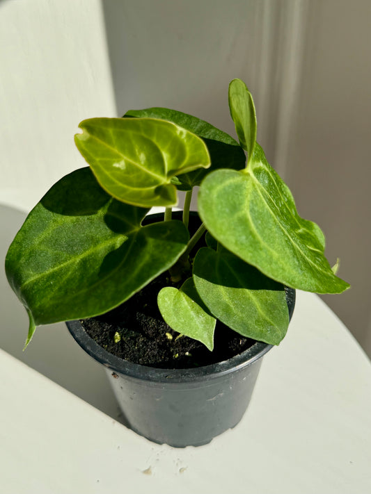 Anthurium Forgetti