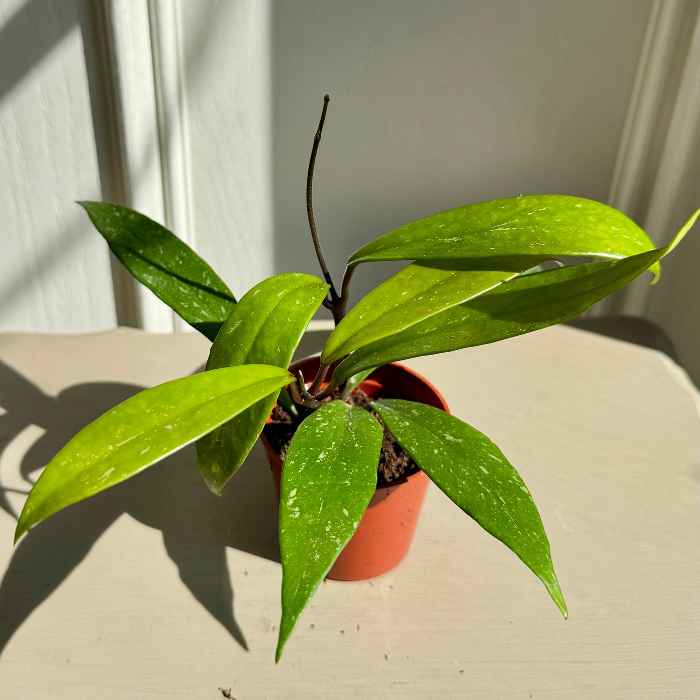 Hoya Pubicalyx