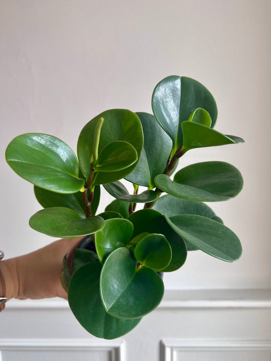 Peperomia Obtusifolia