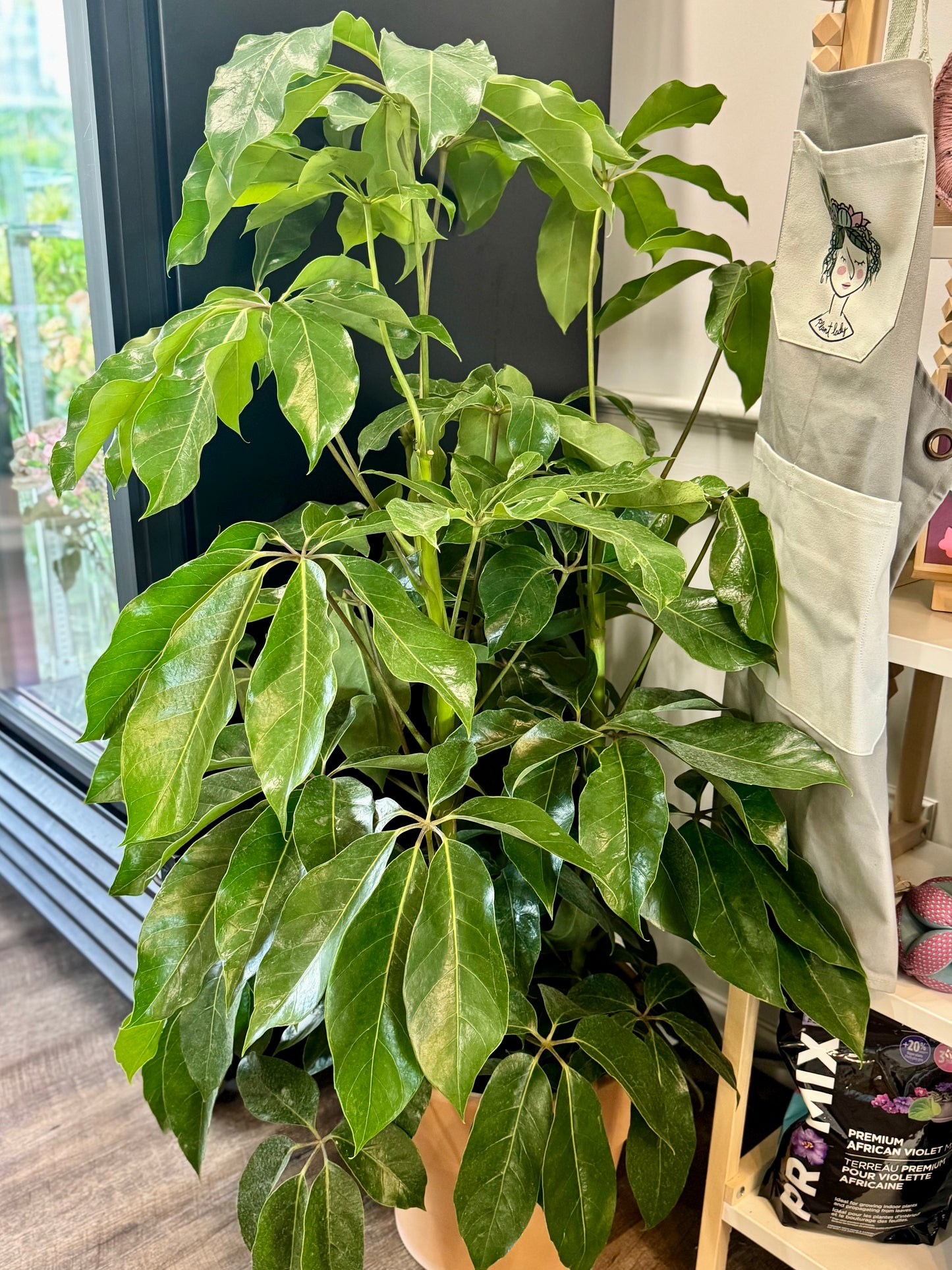 Schefflera