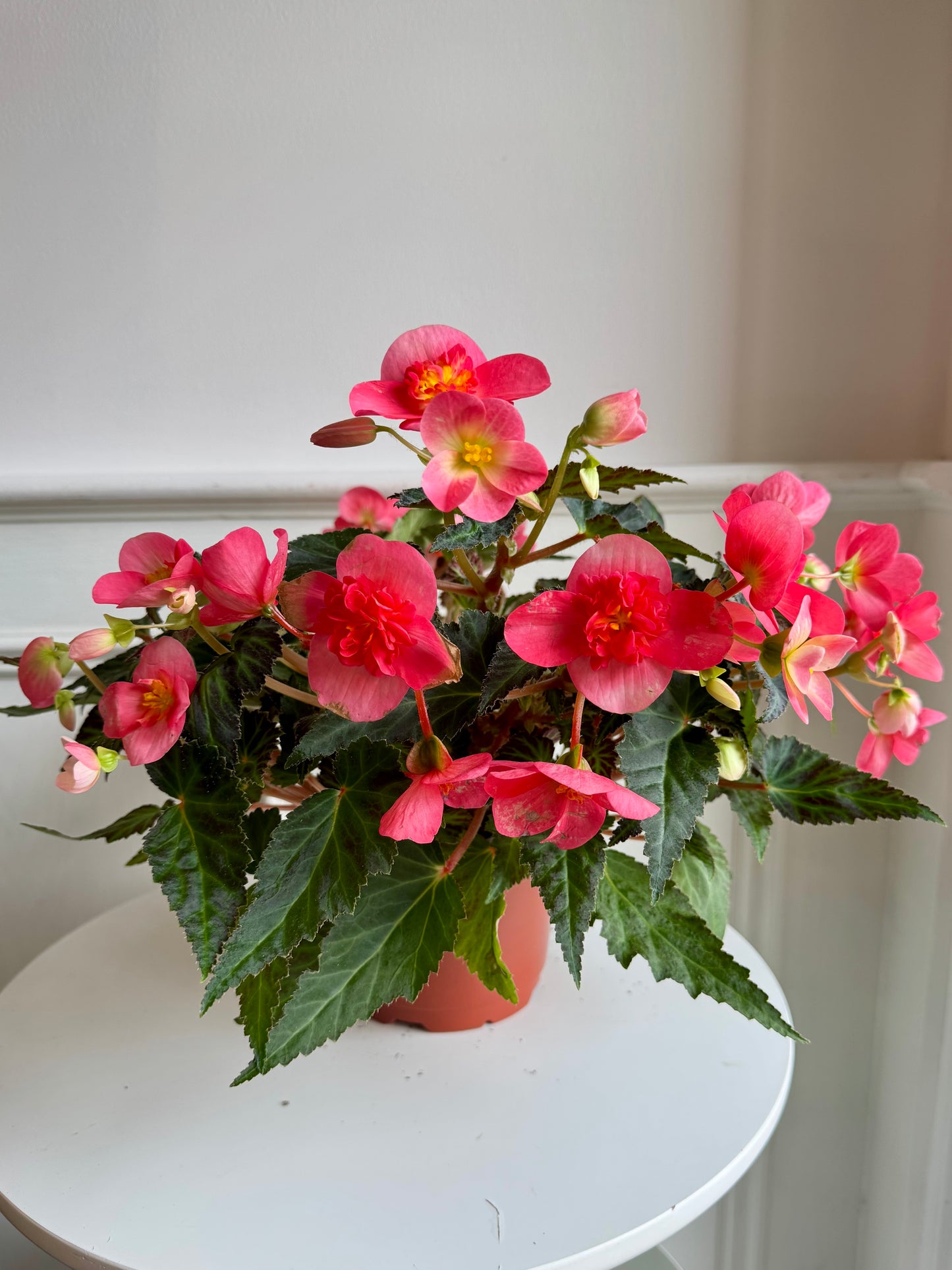 Begonia I’CONIA