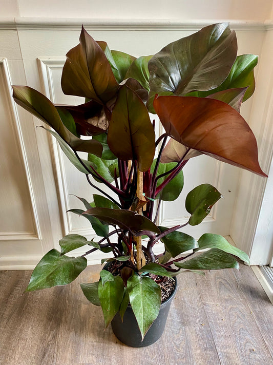 Philodendron New Red