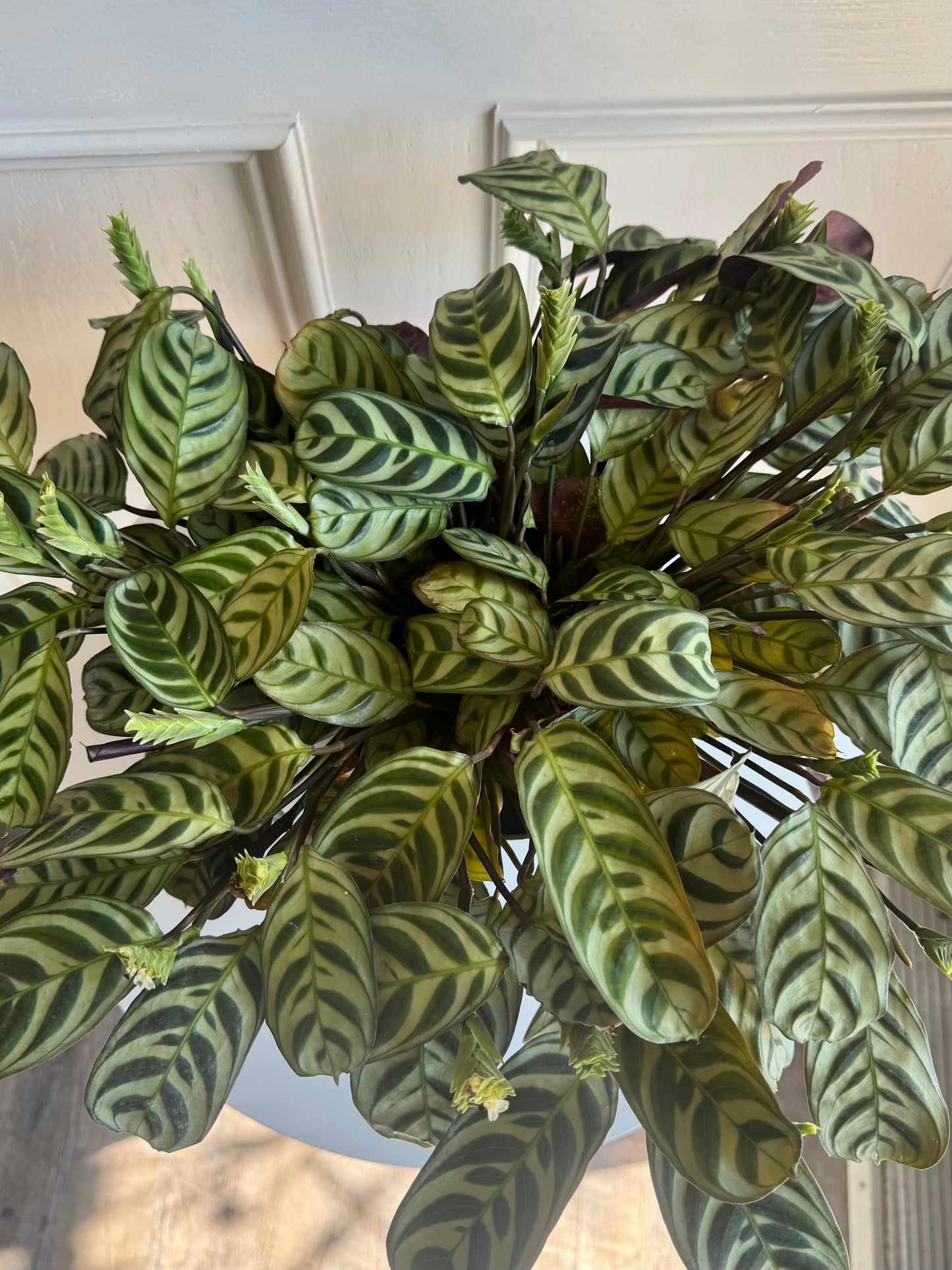 Calathea Makoyana