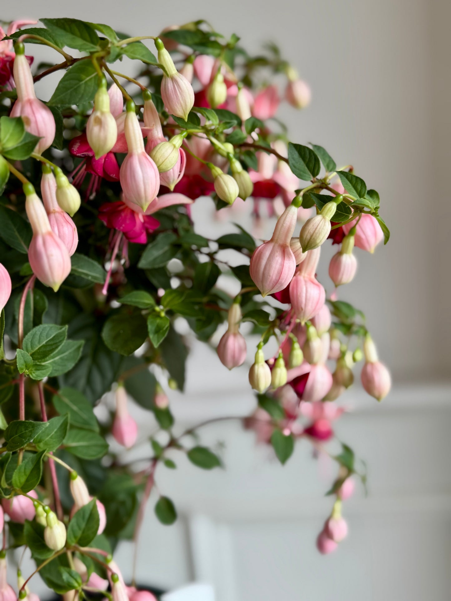 Fuchsia