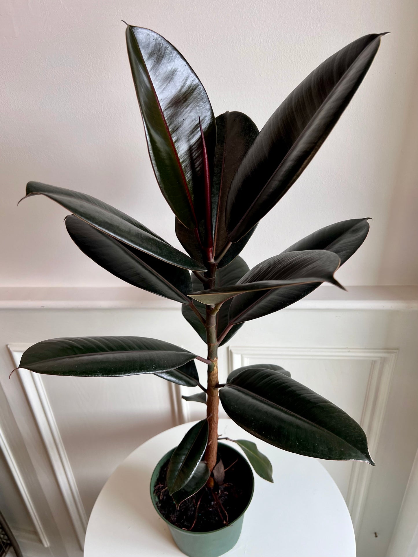 Ficus Elastica Burgundy