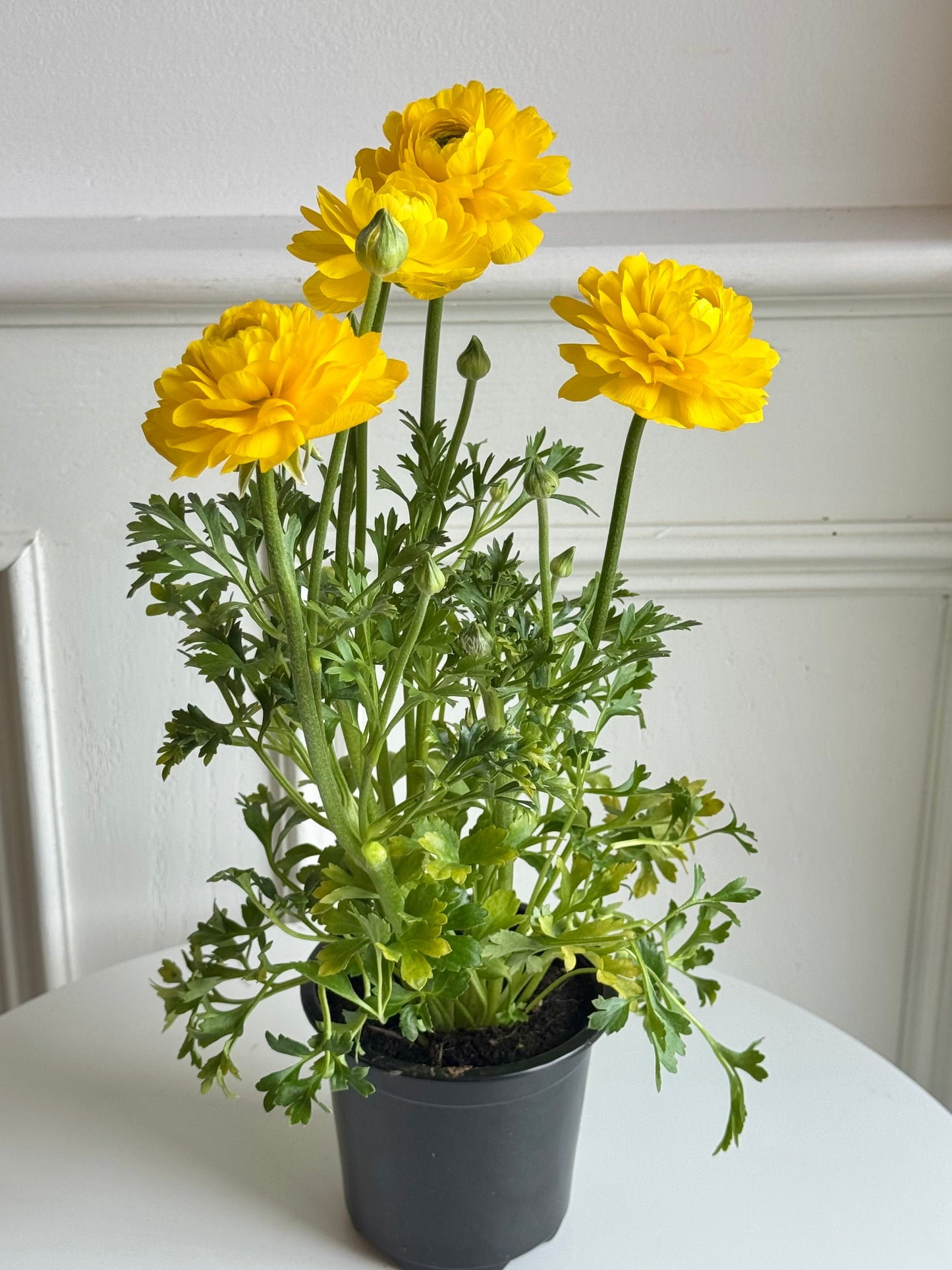 Ranunculus Plant