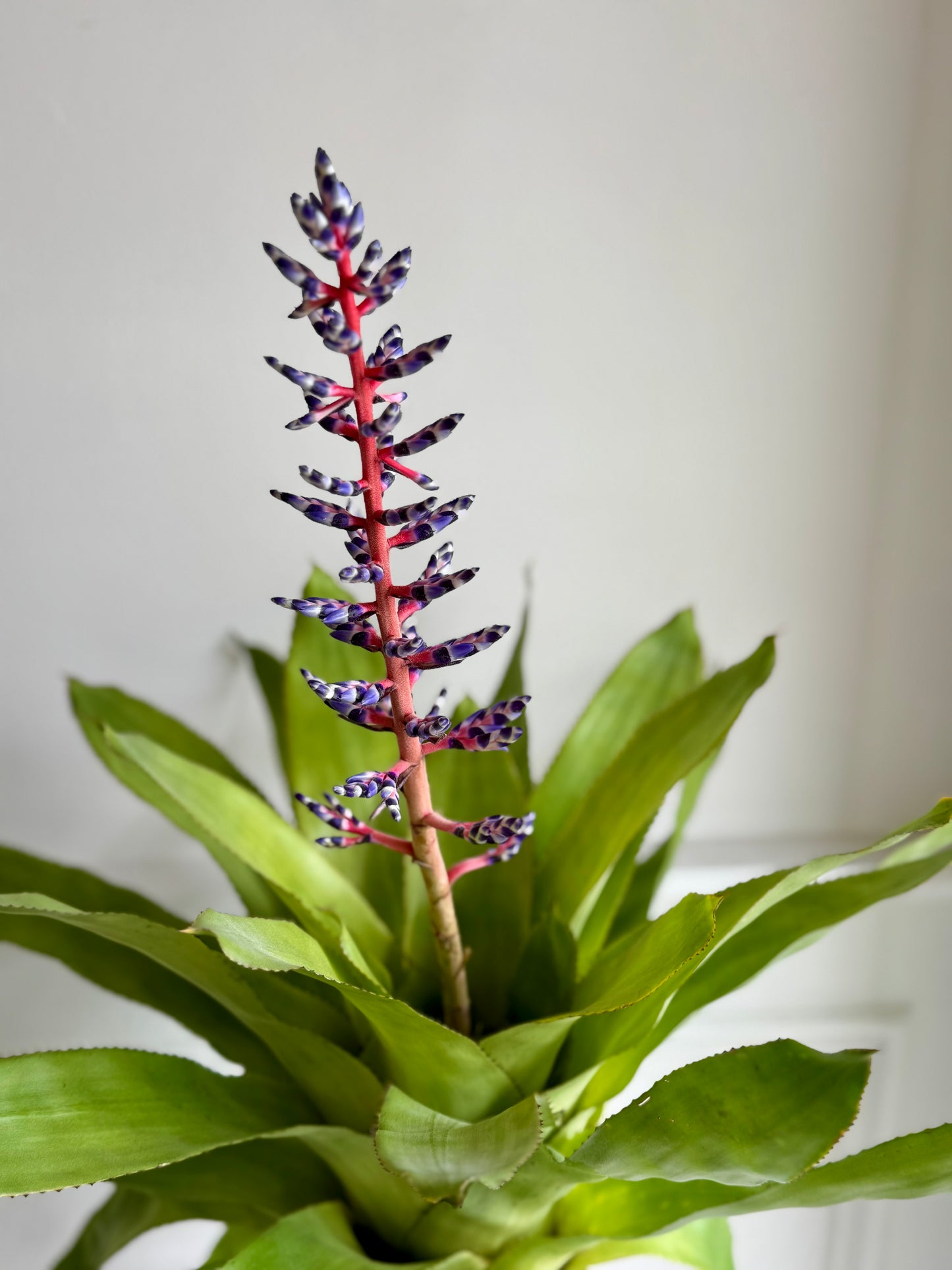 Bromeliad Aechmea Del Mar