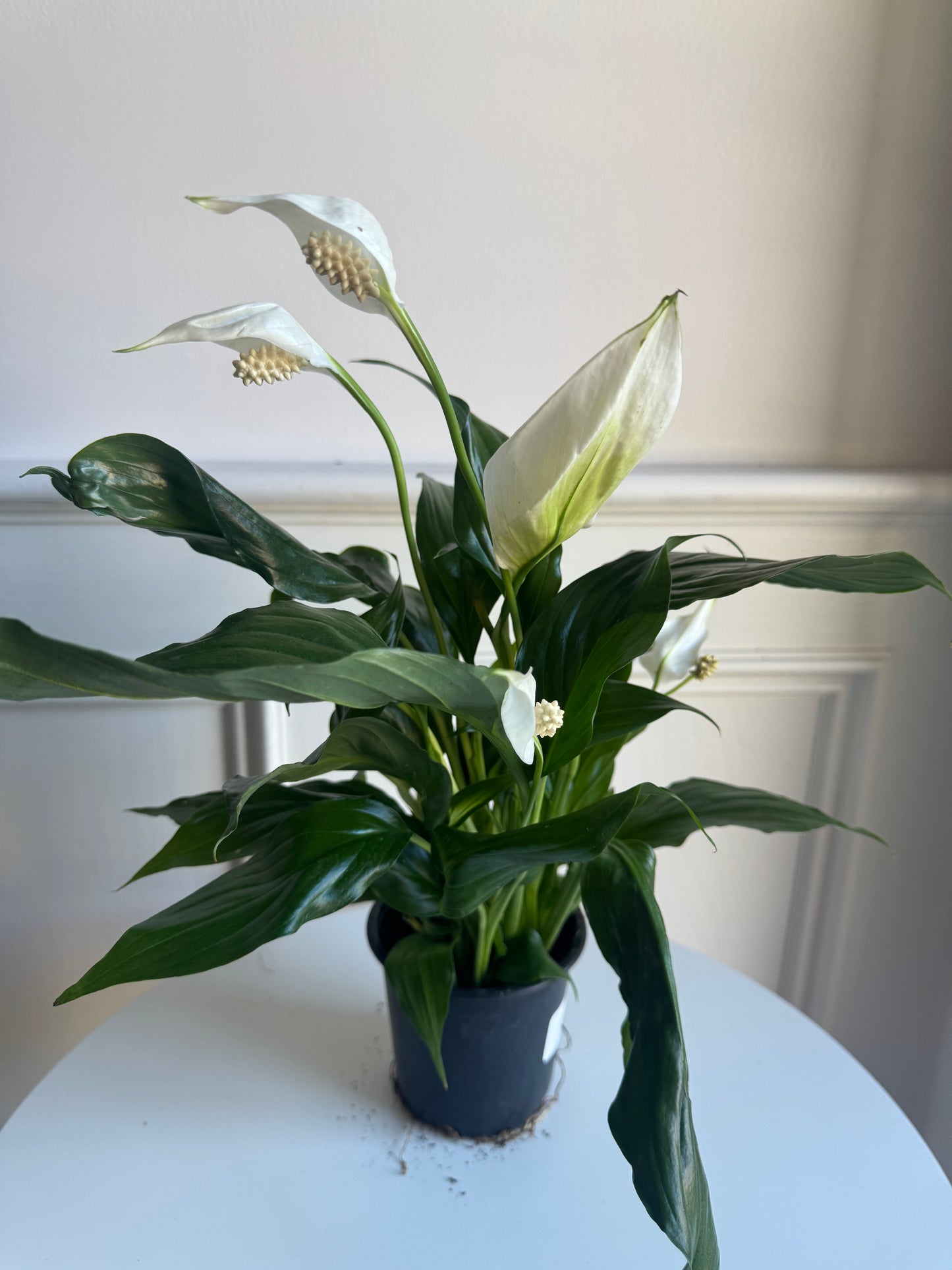 Peace Lily