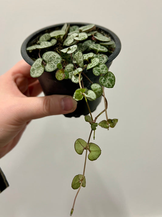 String of Hearts