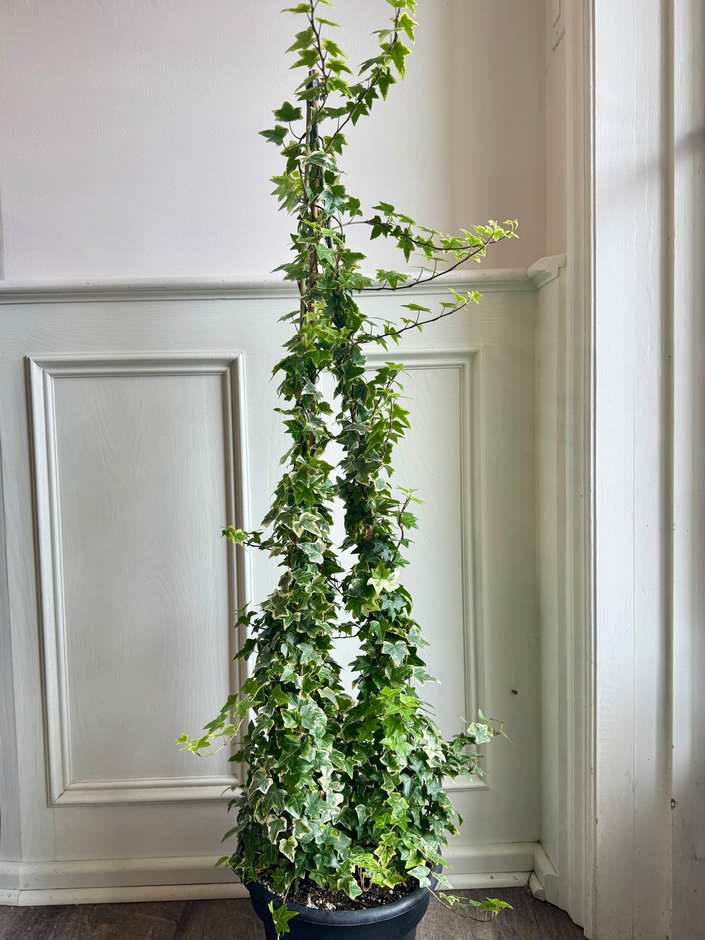 Ivy Teepee