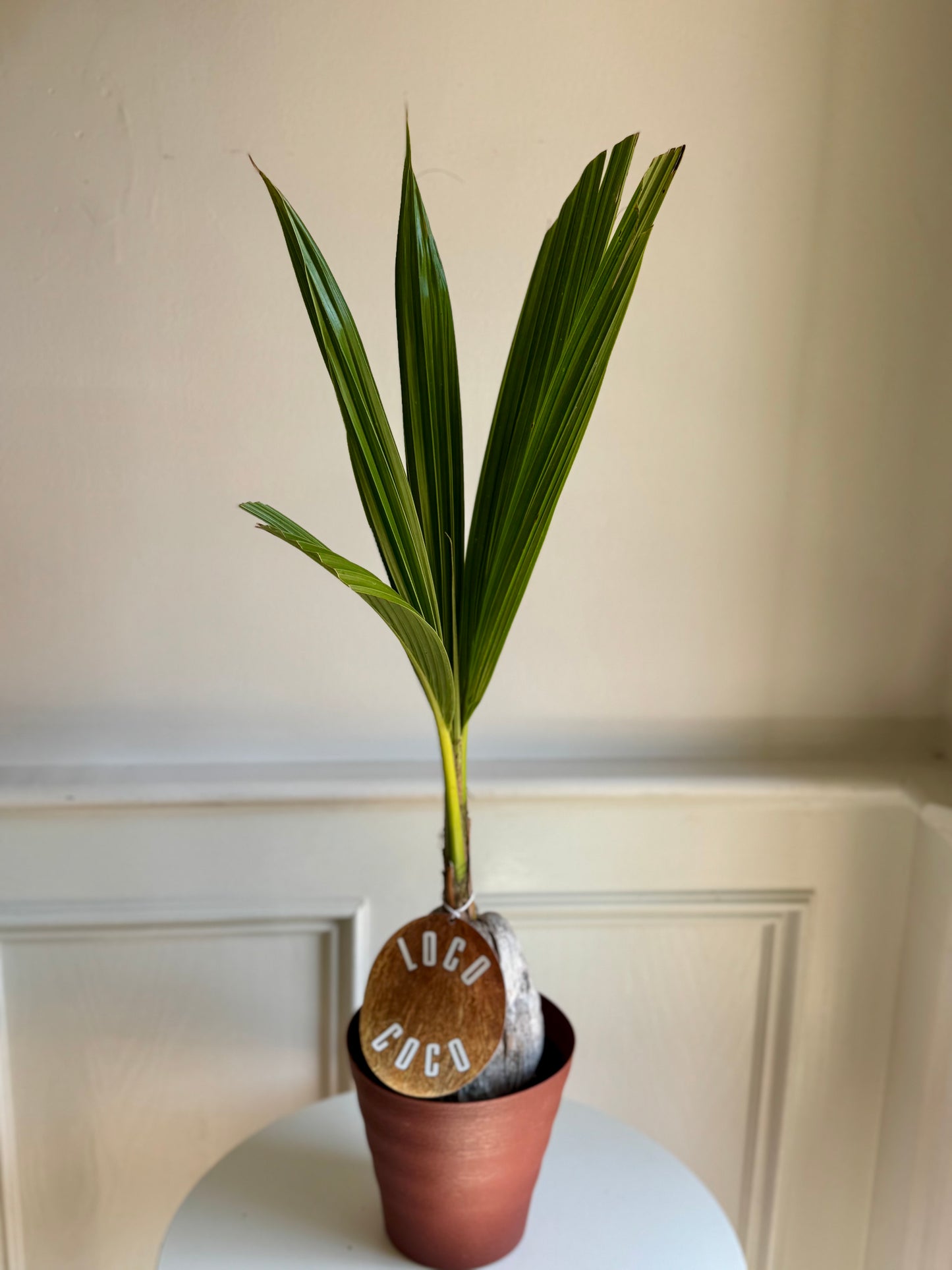 Coconut Palm
