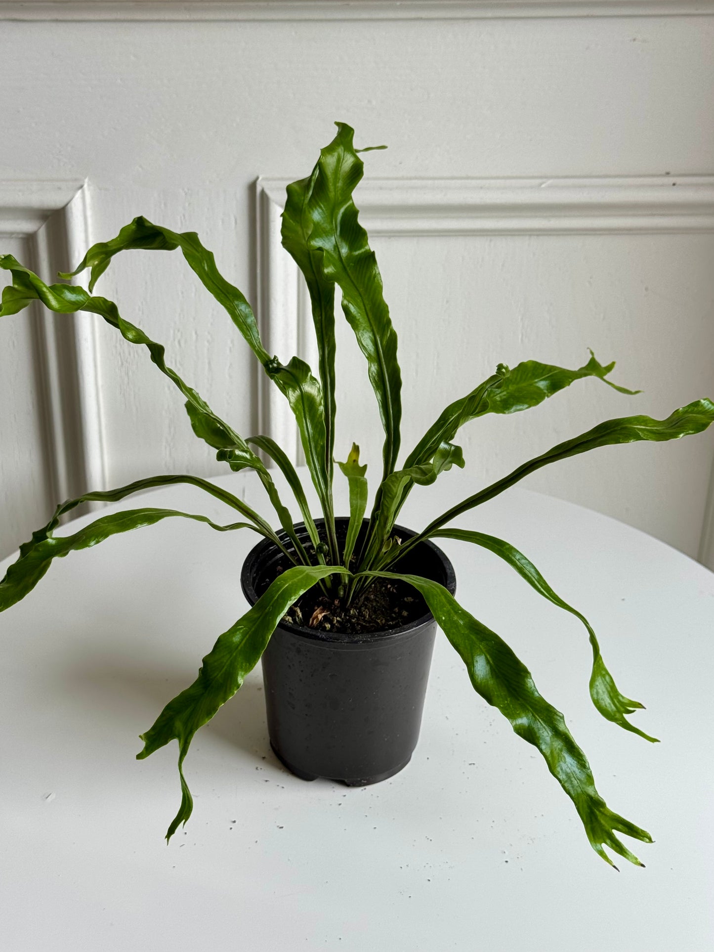 Victoria Bird’s Nest Fern