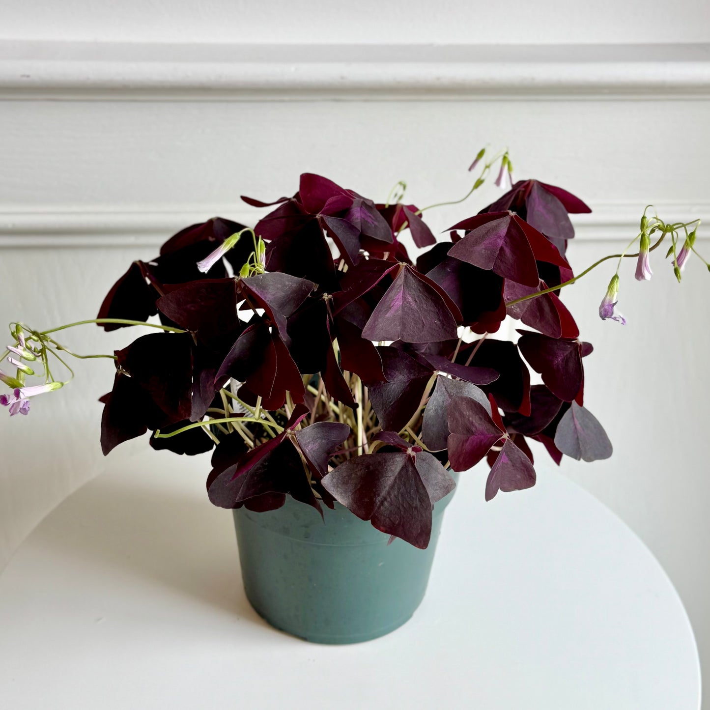 Oxalis Shamrock