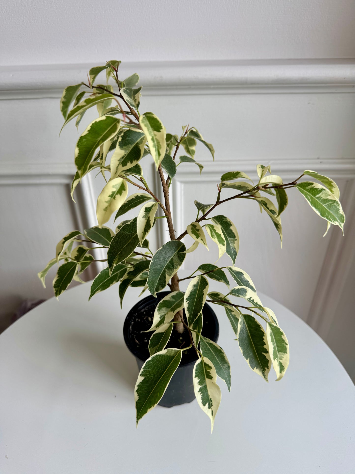 Ficus Benjamina