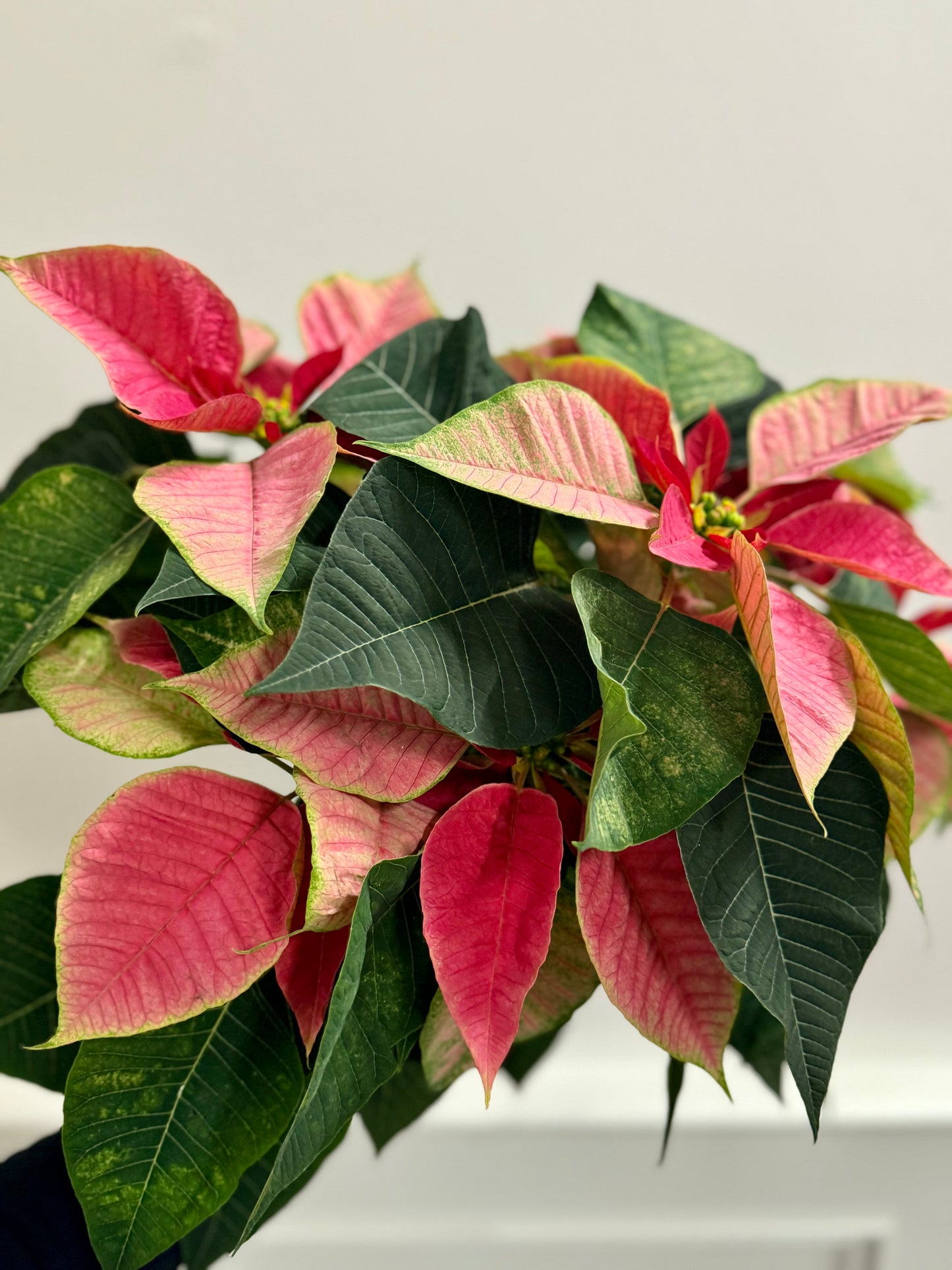 Poinsettia